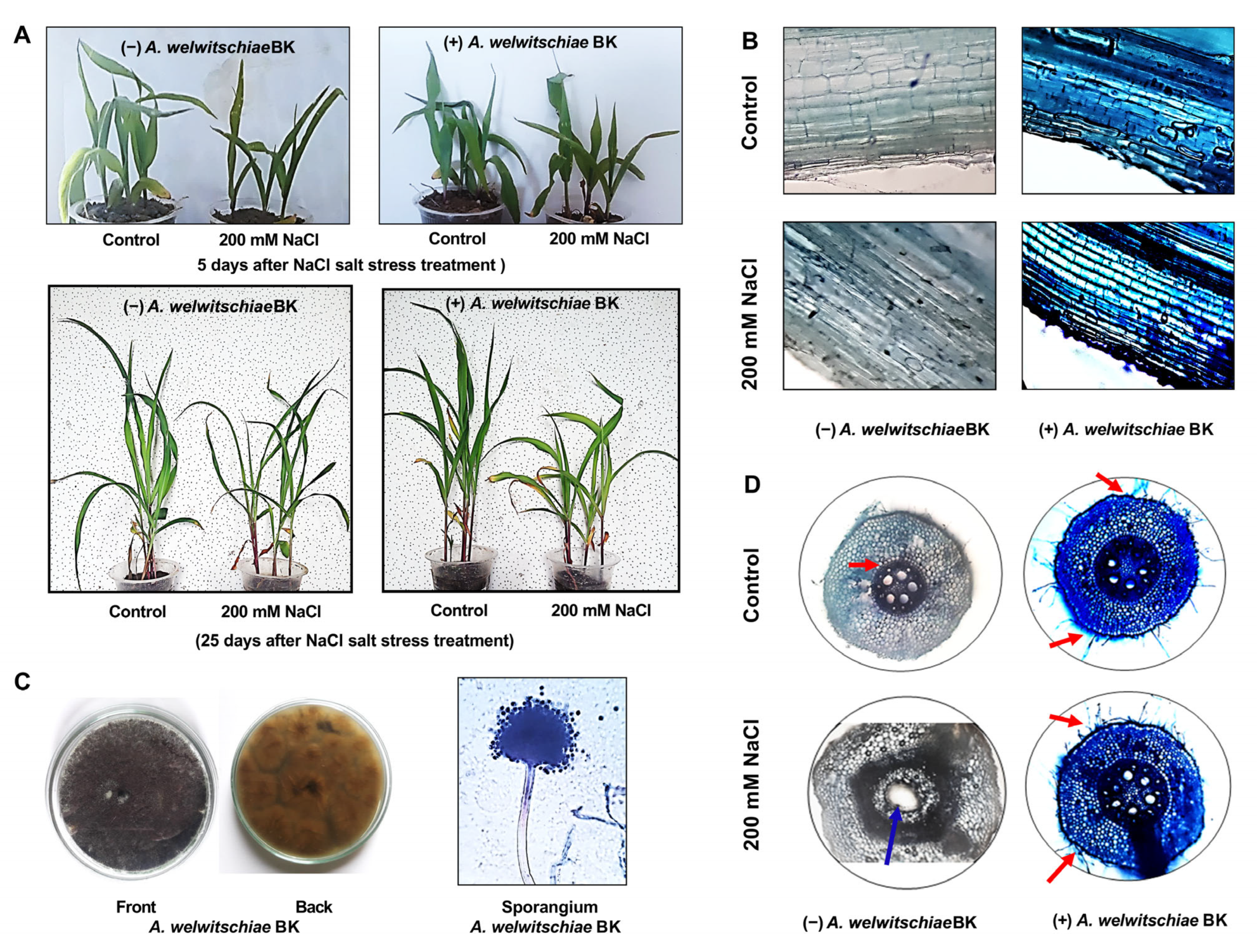 Plants Free Full Text Aspergillus welwitschiae BK Isolate