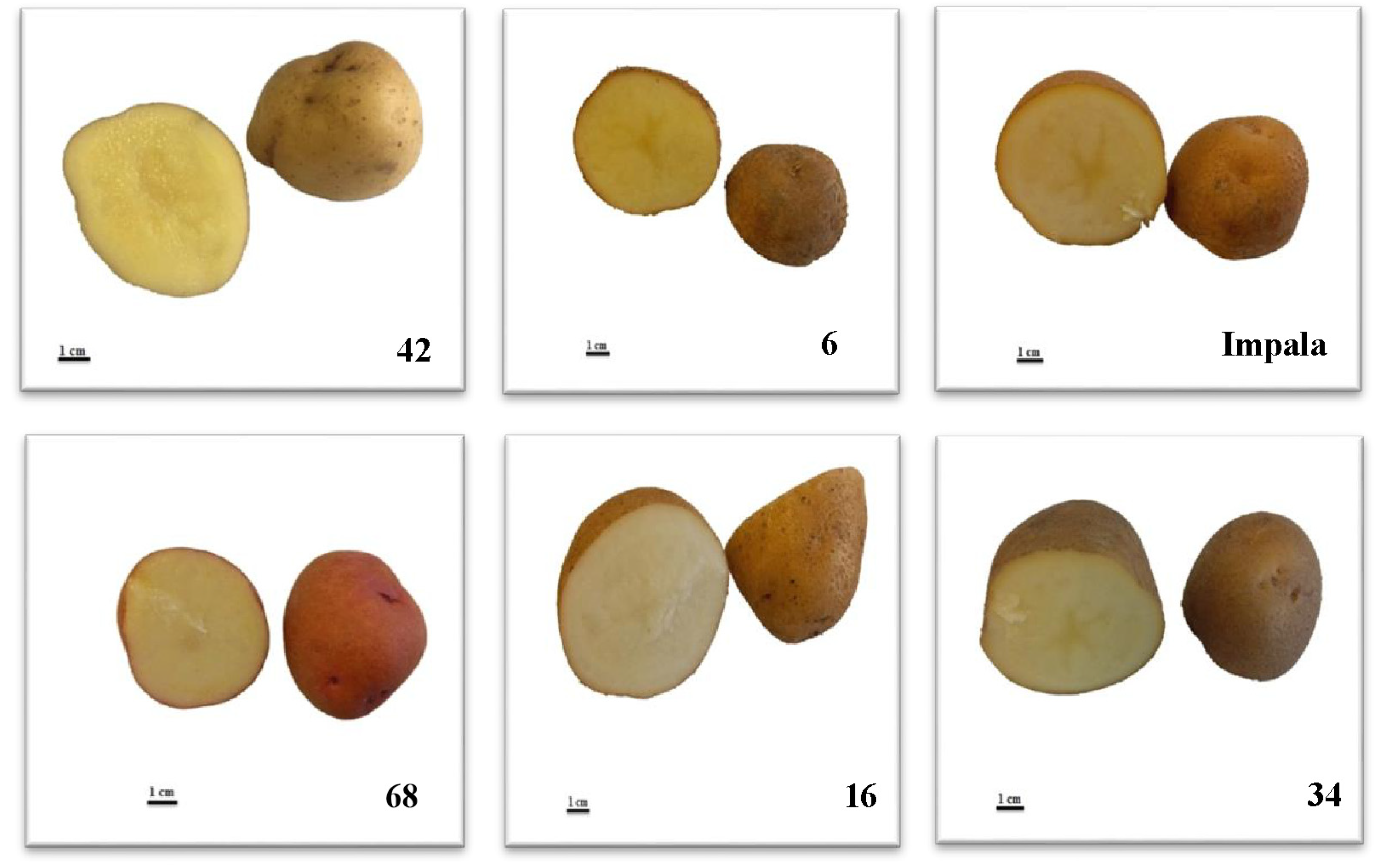 Plants 12 01707 g003 Plants 12 01707 g003