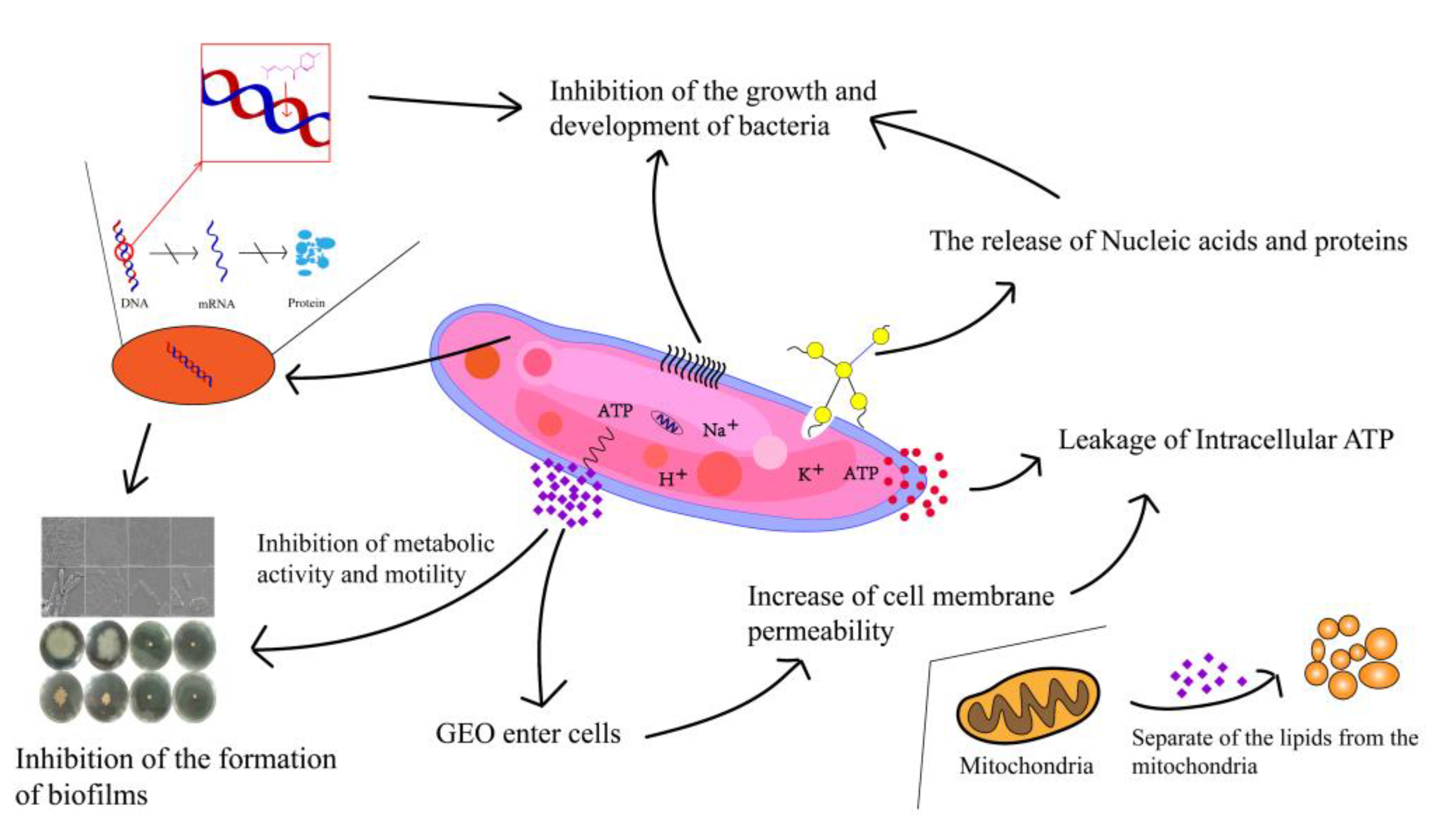 Plants 12 01720 g007 Plants 12 01720 g007