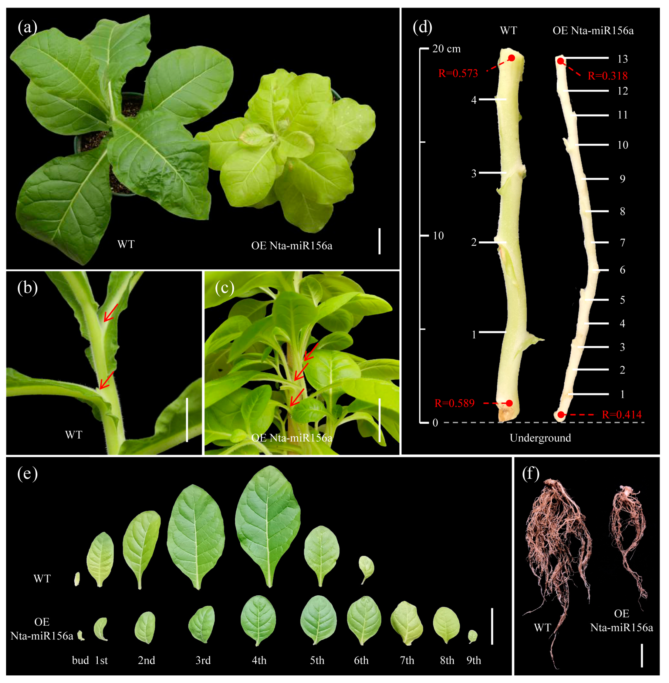 Plants 12 01739 g001 Plants 12 01739 g001