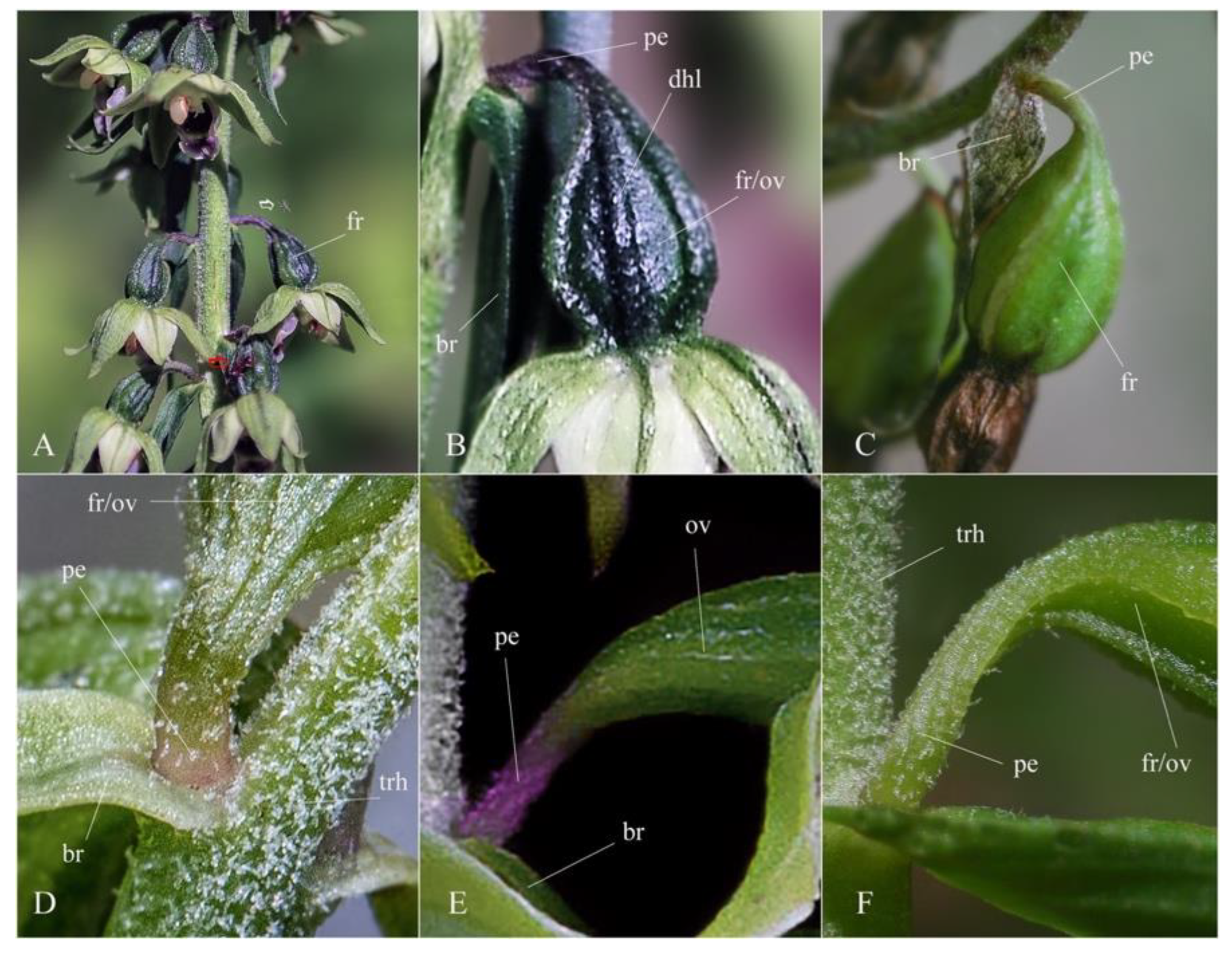 Plants 12 01761 g008 Plants 12 01761 g008