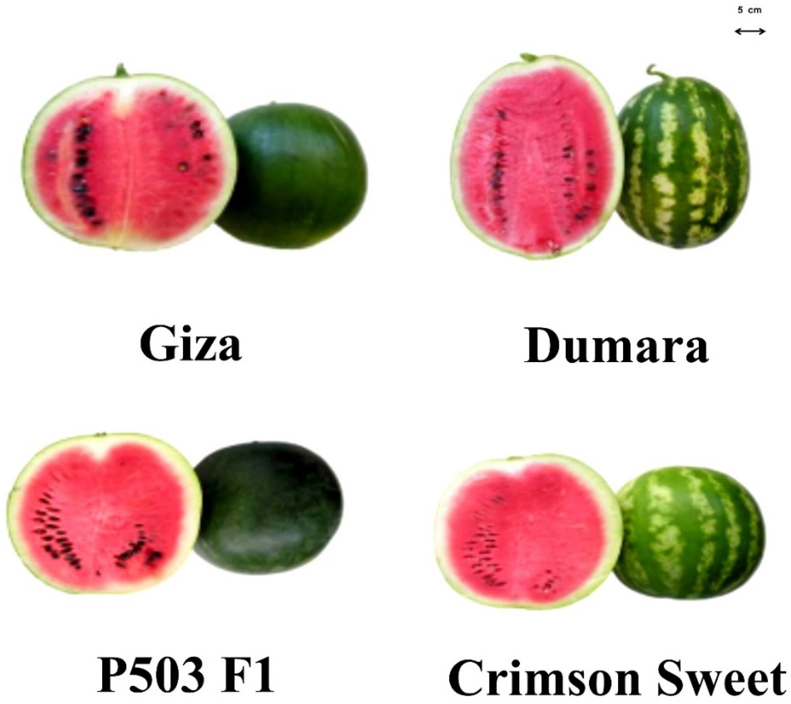 Plants 12 01805 g002 Plants 12 01805 g002