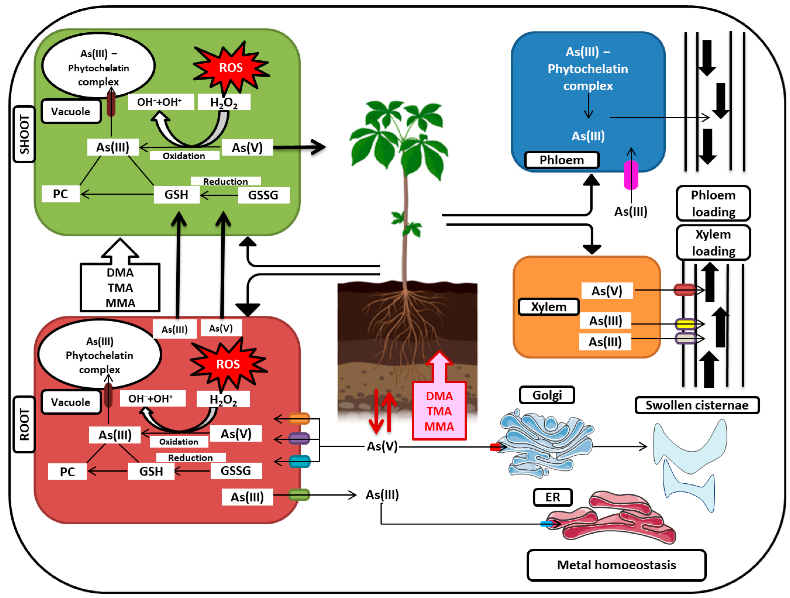 Plants 12 01815 g003 Plants 12 01815 g003