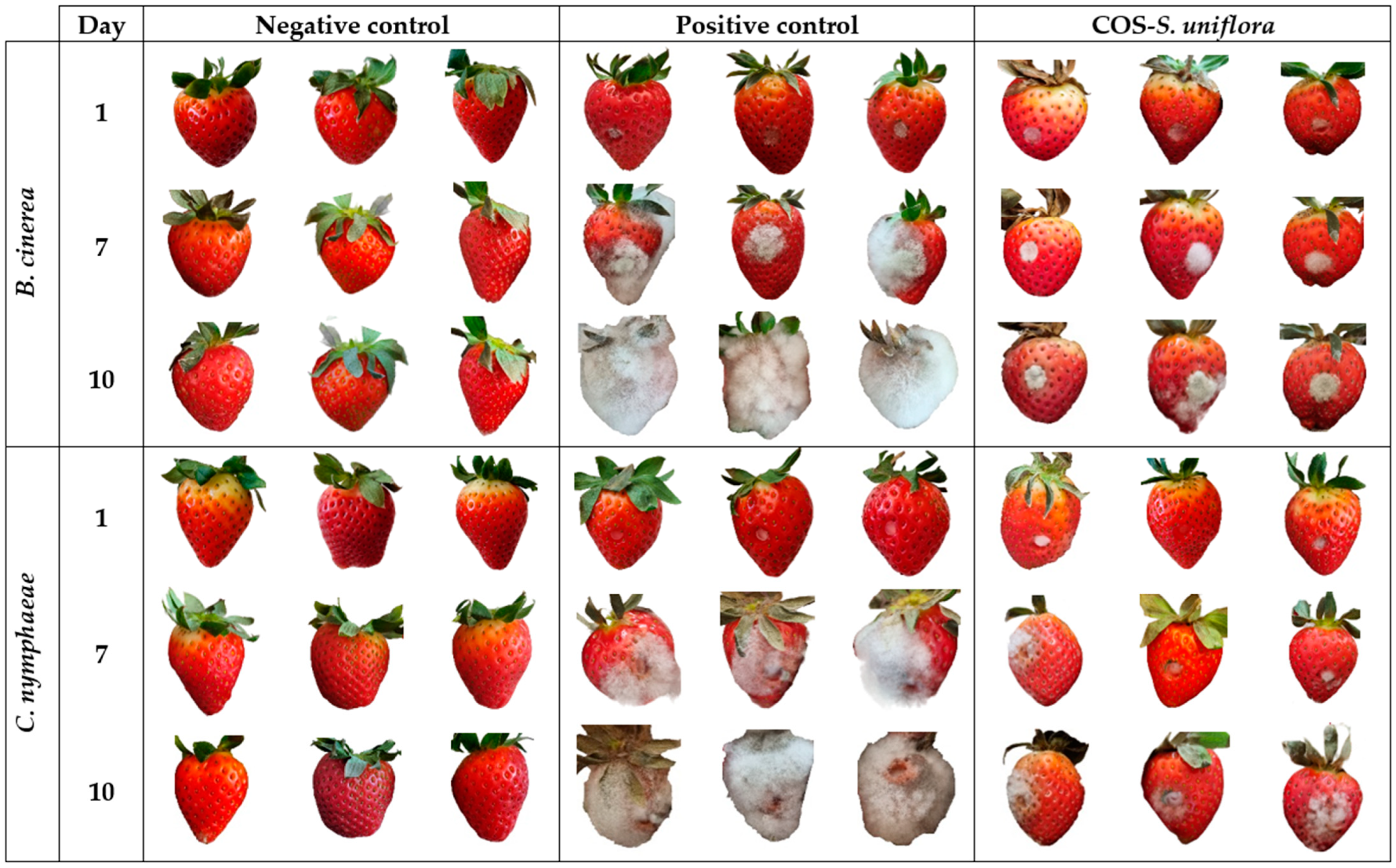 Plants 12 01846 g004 Plants 12 01846 g004