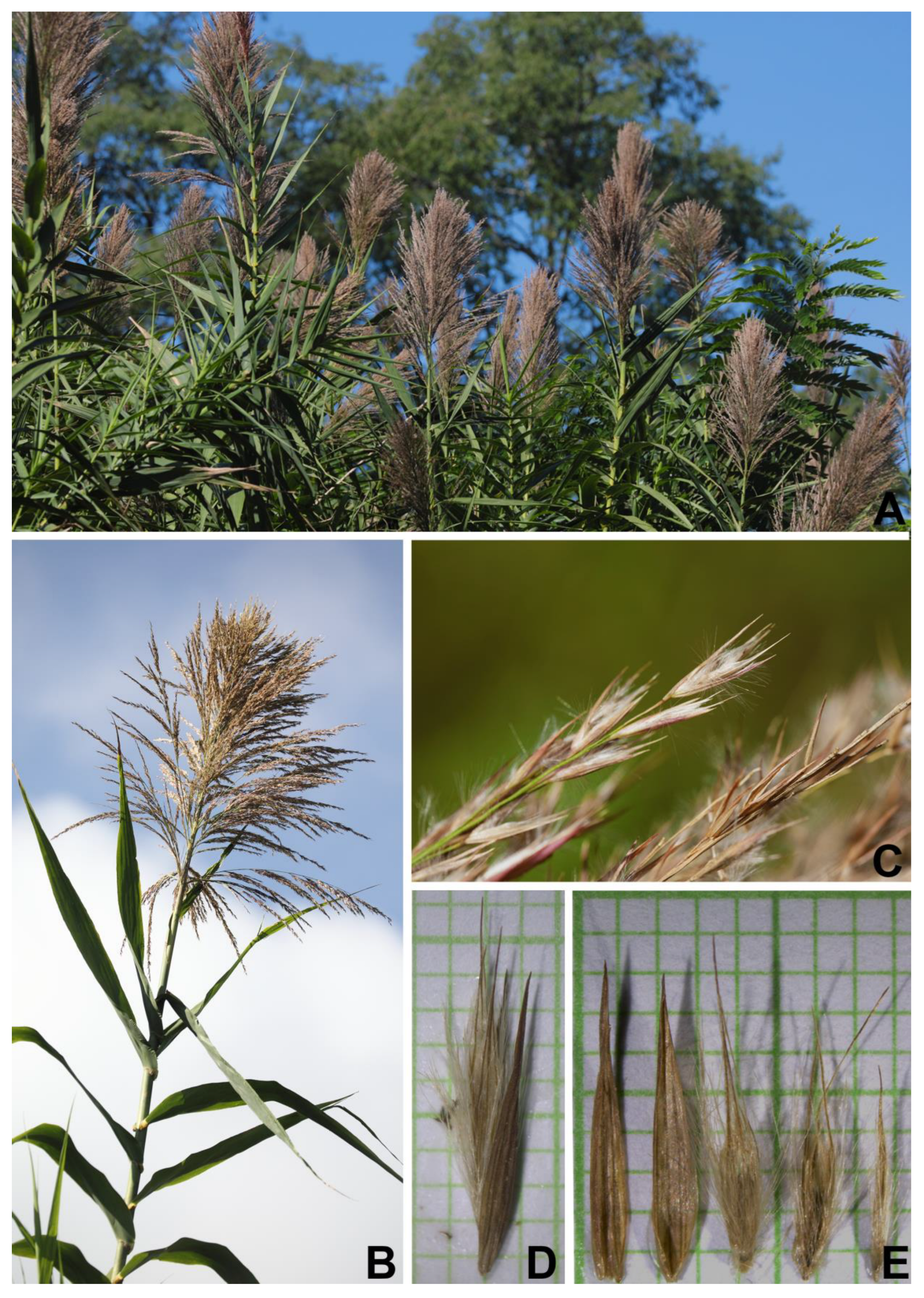 Plants 12 01850 g005