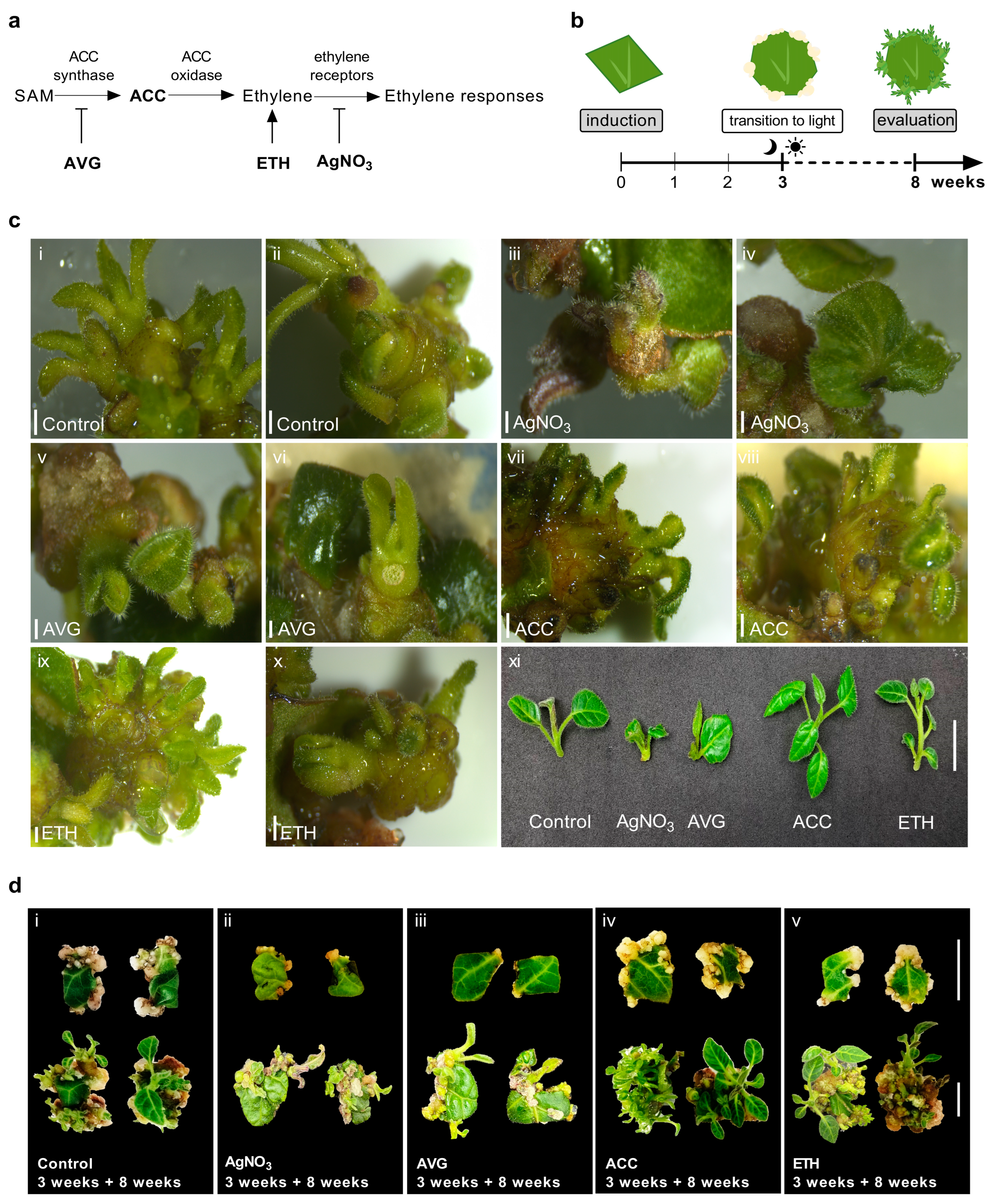 Plants 12 01854 g001 Plants 12 01854 g001