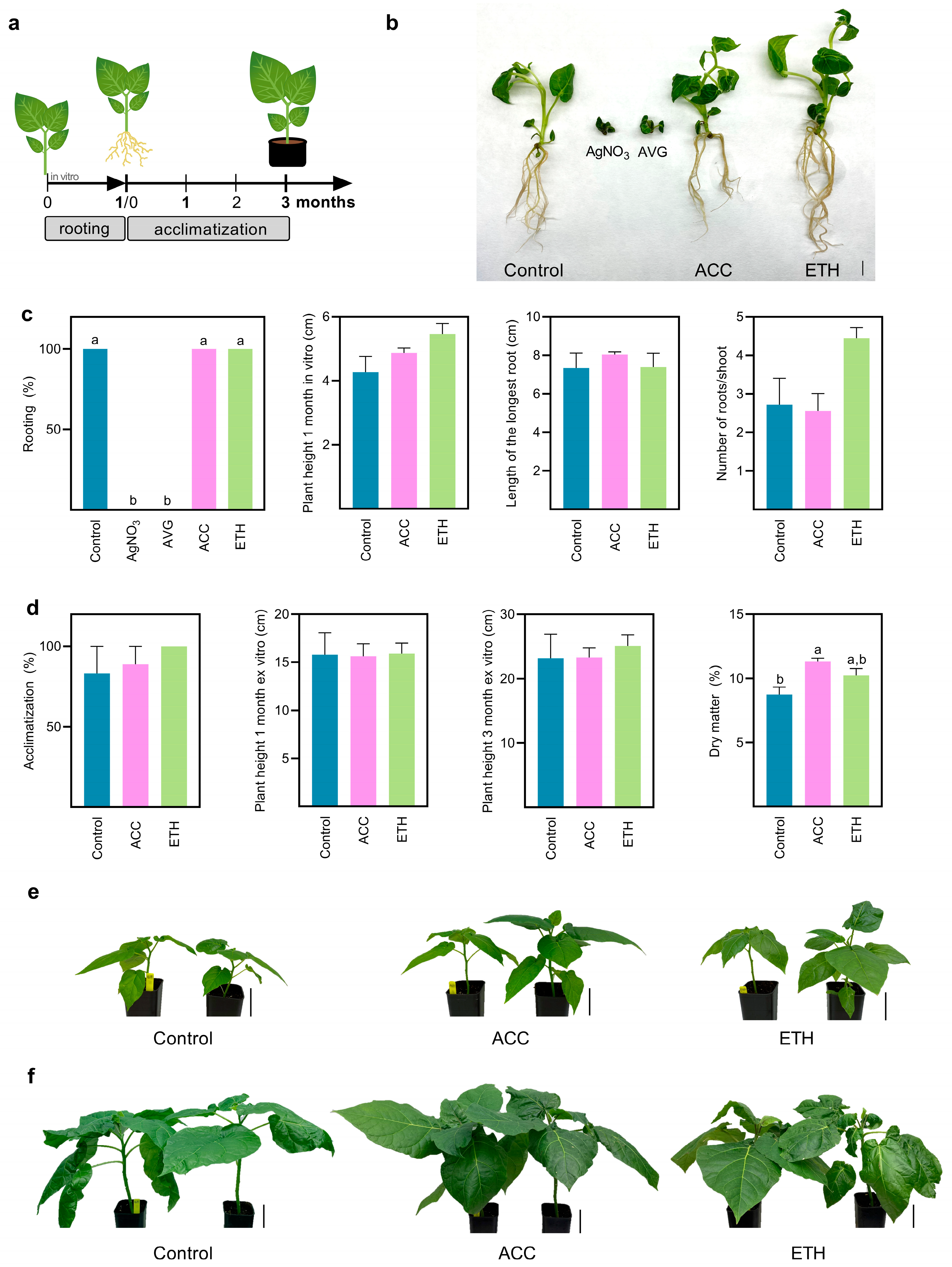 Plants 12 01854 g003 Plants 12 01854 g003