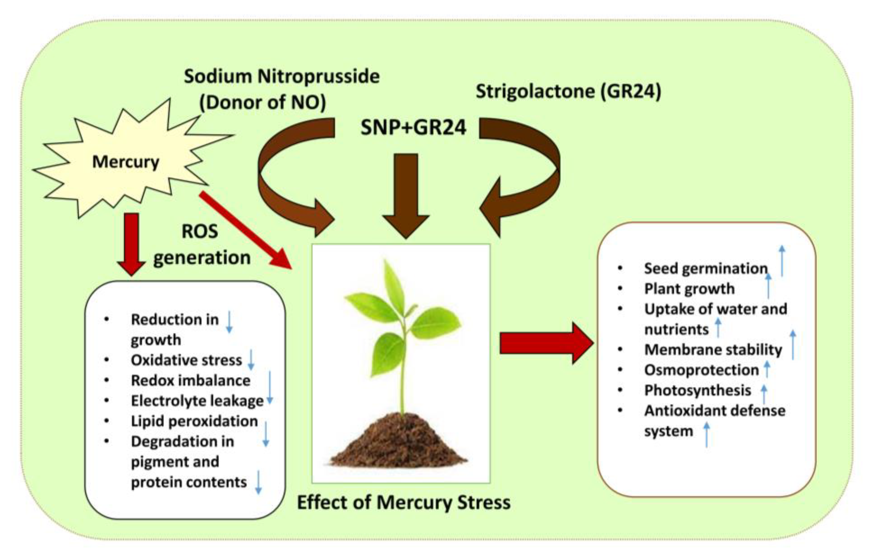 Plants 12 01894 g007