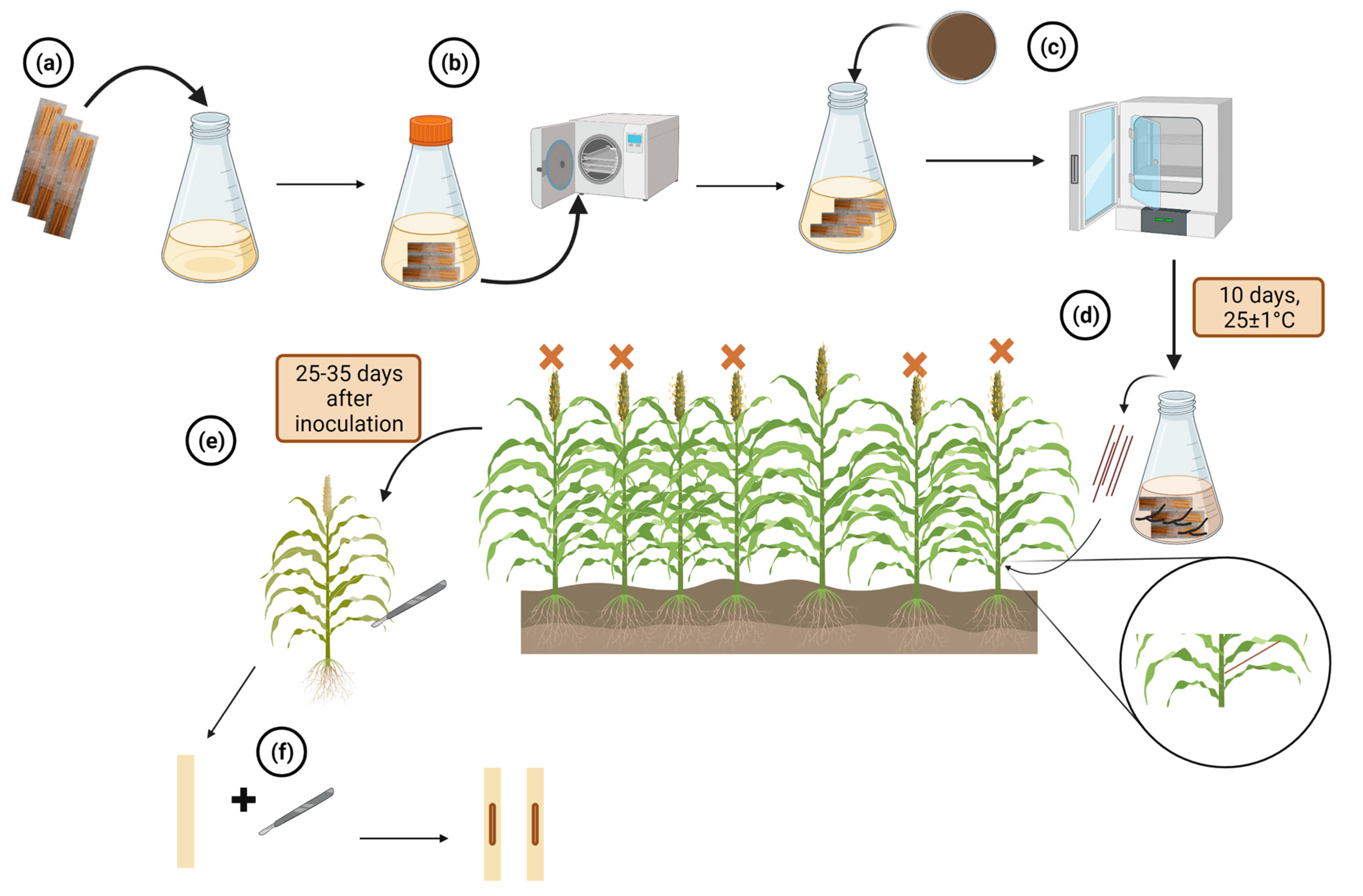 Plants 12 01906 g009 Plants 12 01906 g009