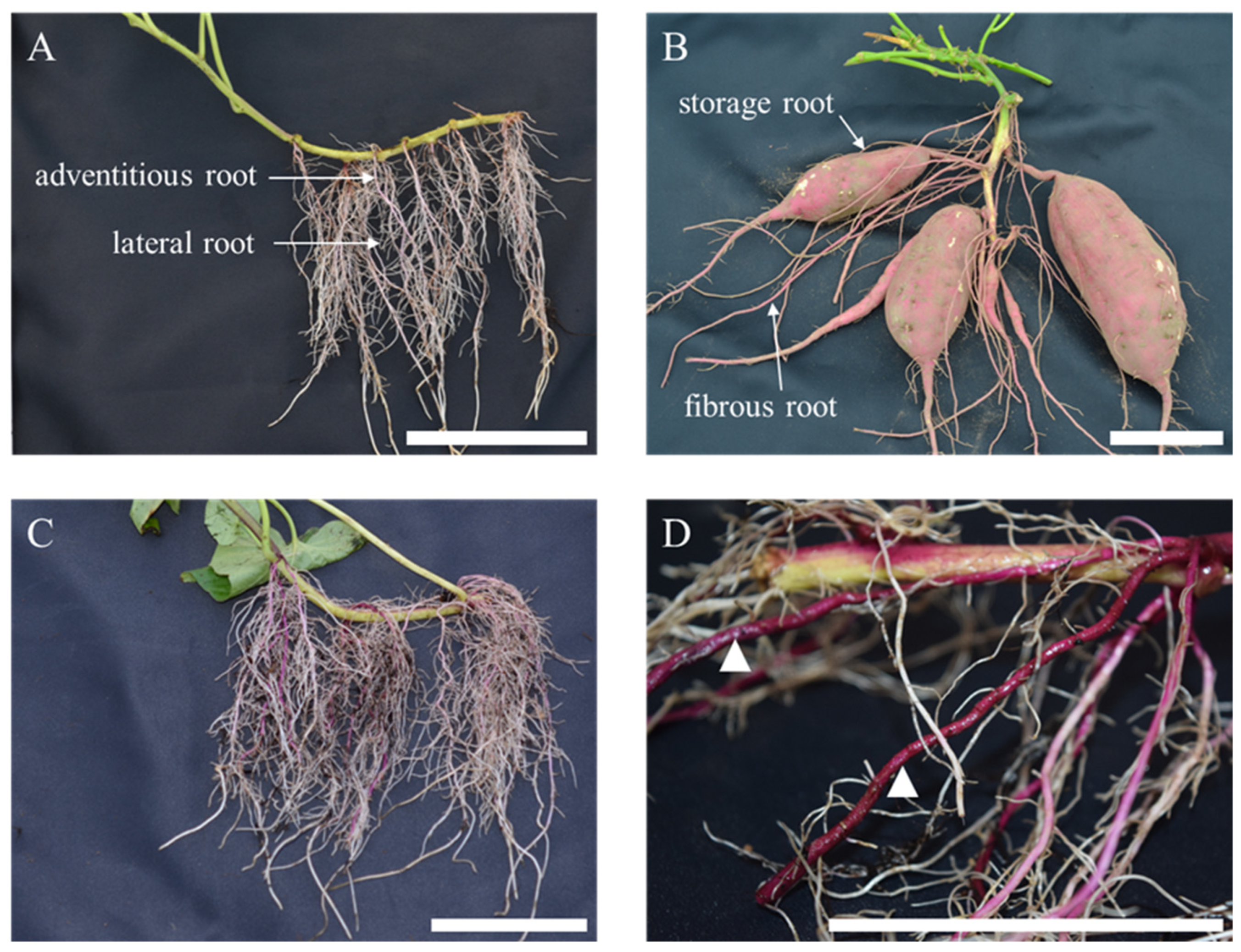storage roots plants