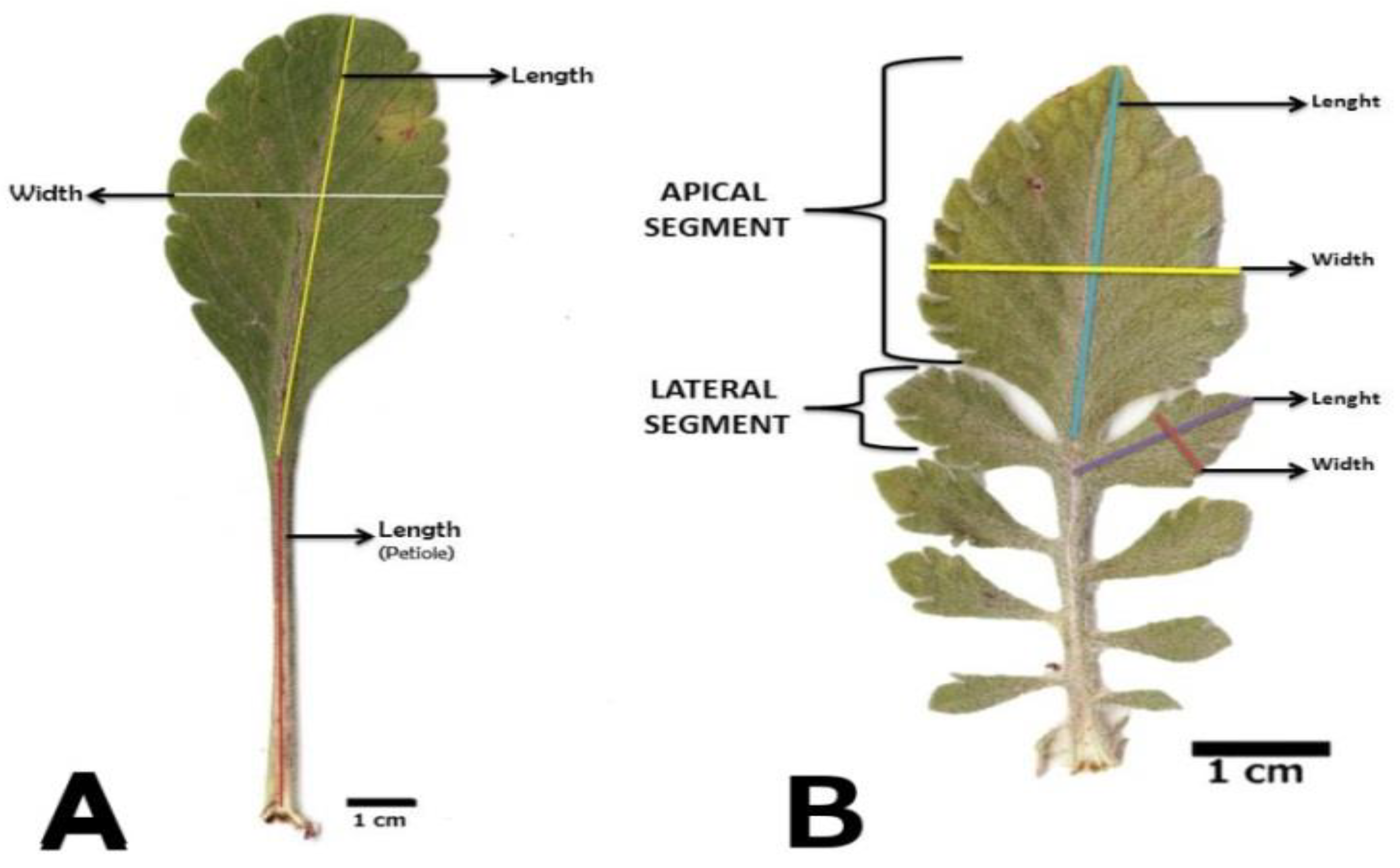 basal leaves
