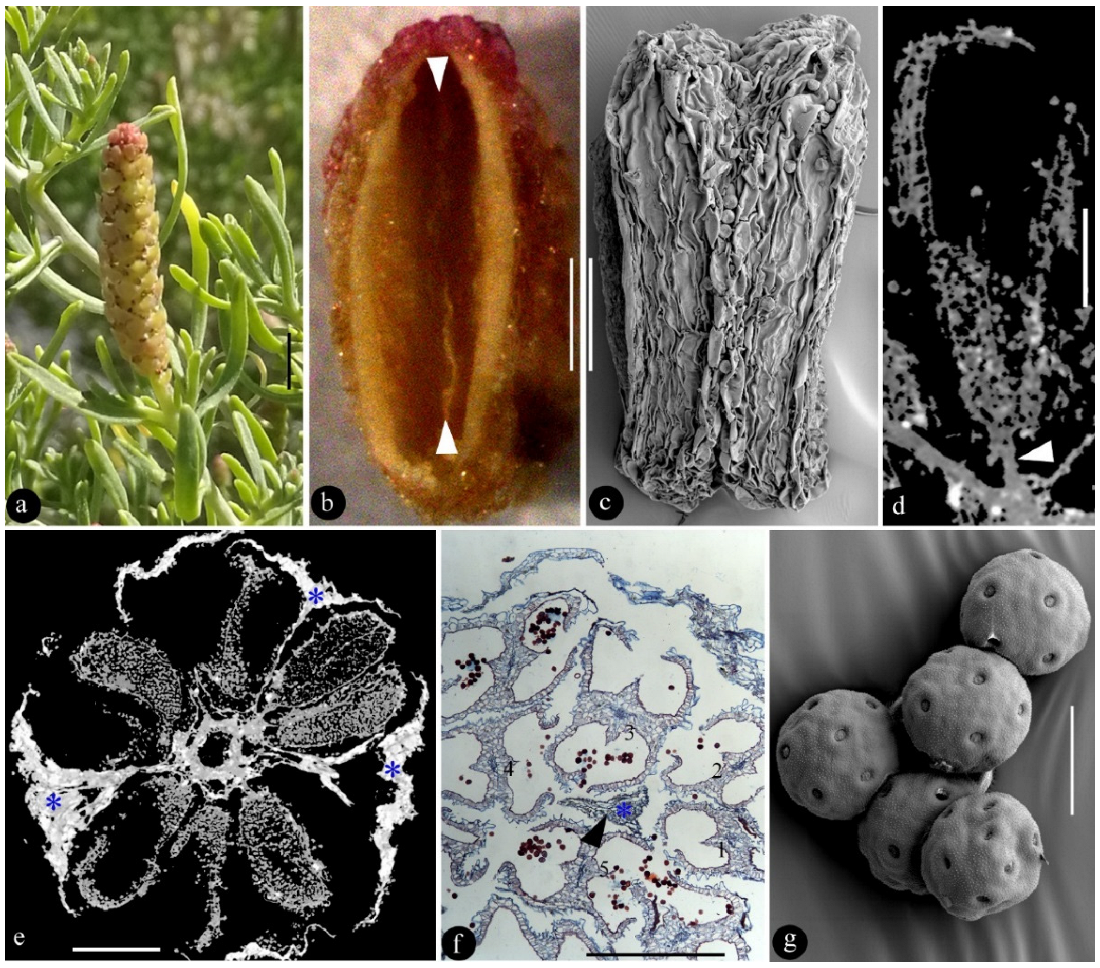 Plants 12 01917 g001 Plants 12 01917 g001