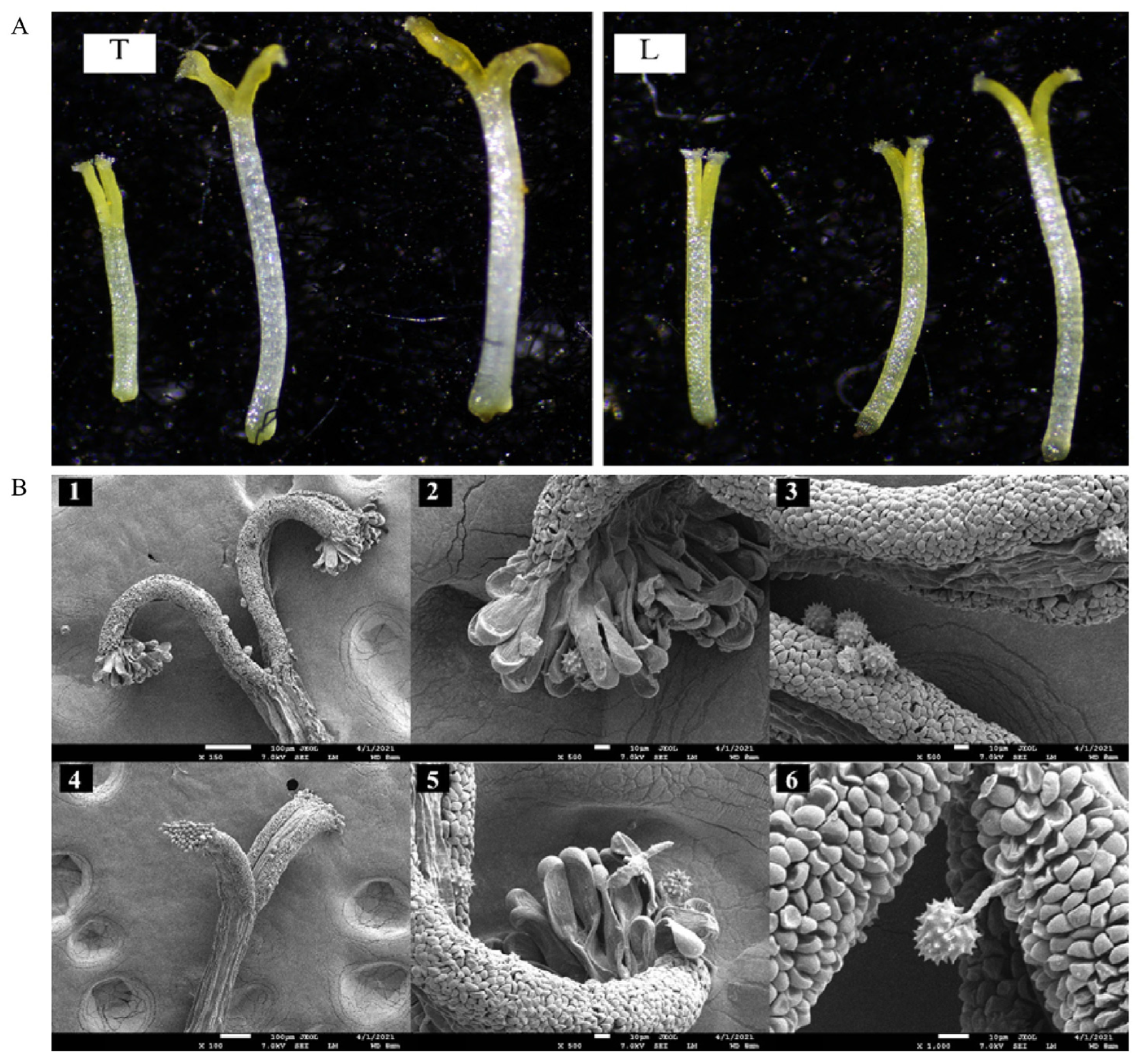 Plants 12 01954 g002 Plants 12 01954 g002