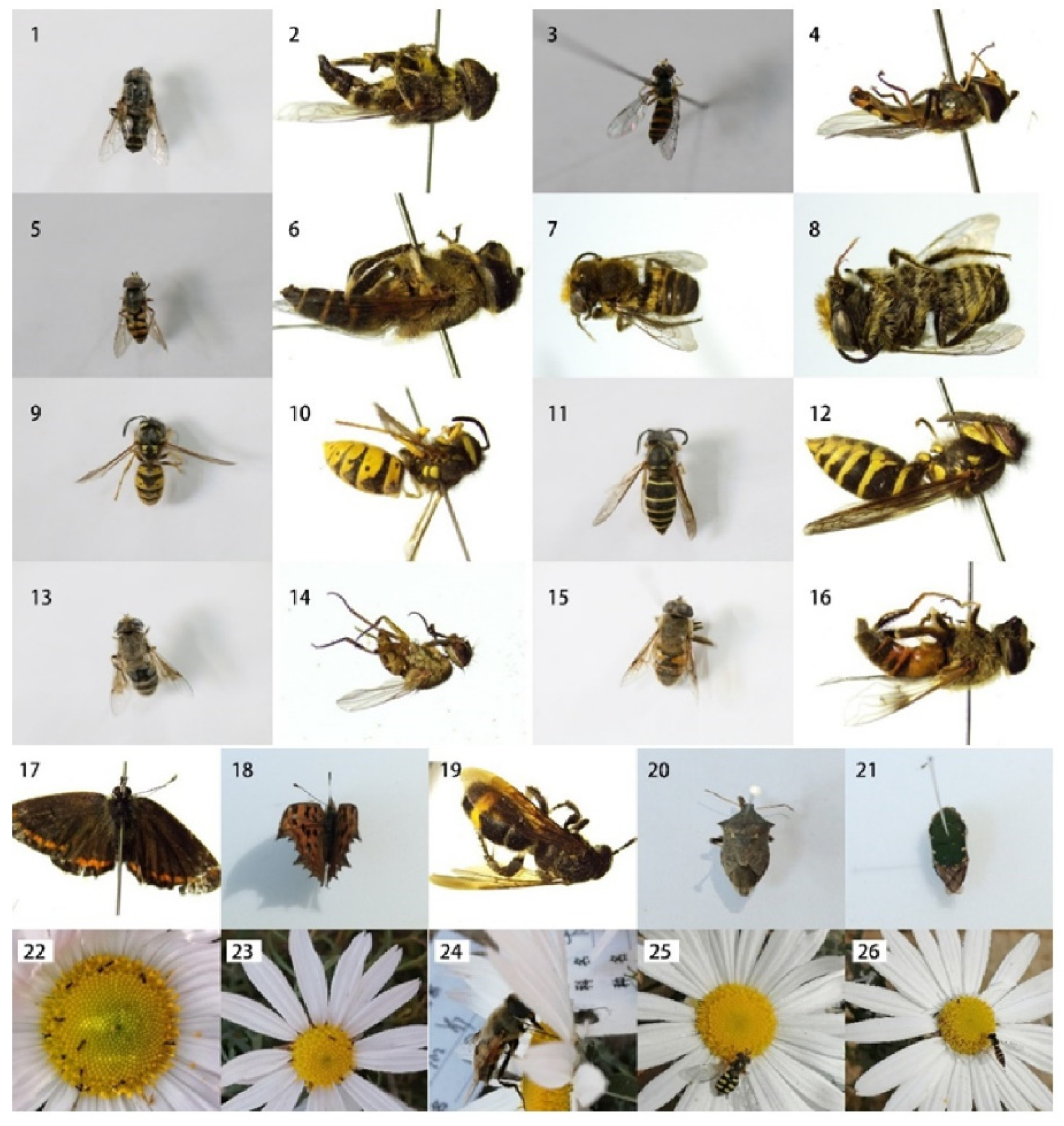 Plants 12 01954 g003 Plants 12 01954 g003