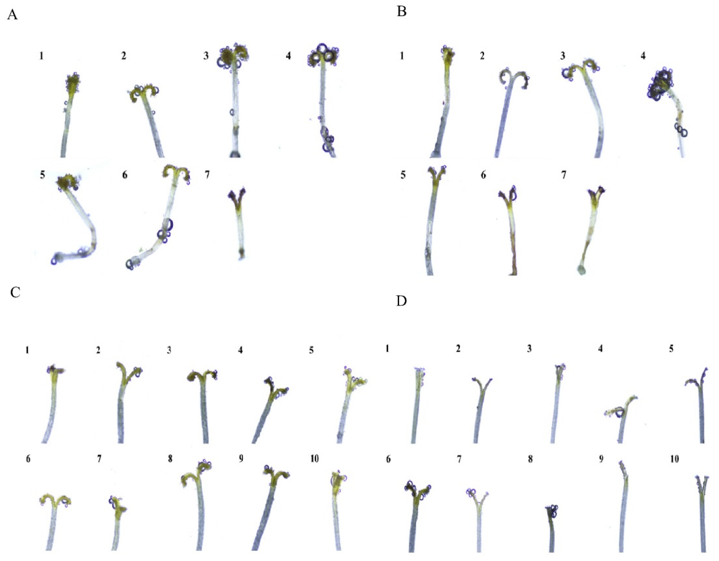 Plants 12 01954 g004 Plants 12 01954 g004