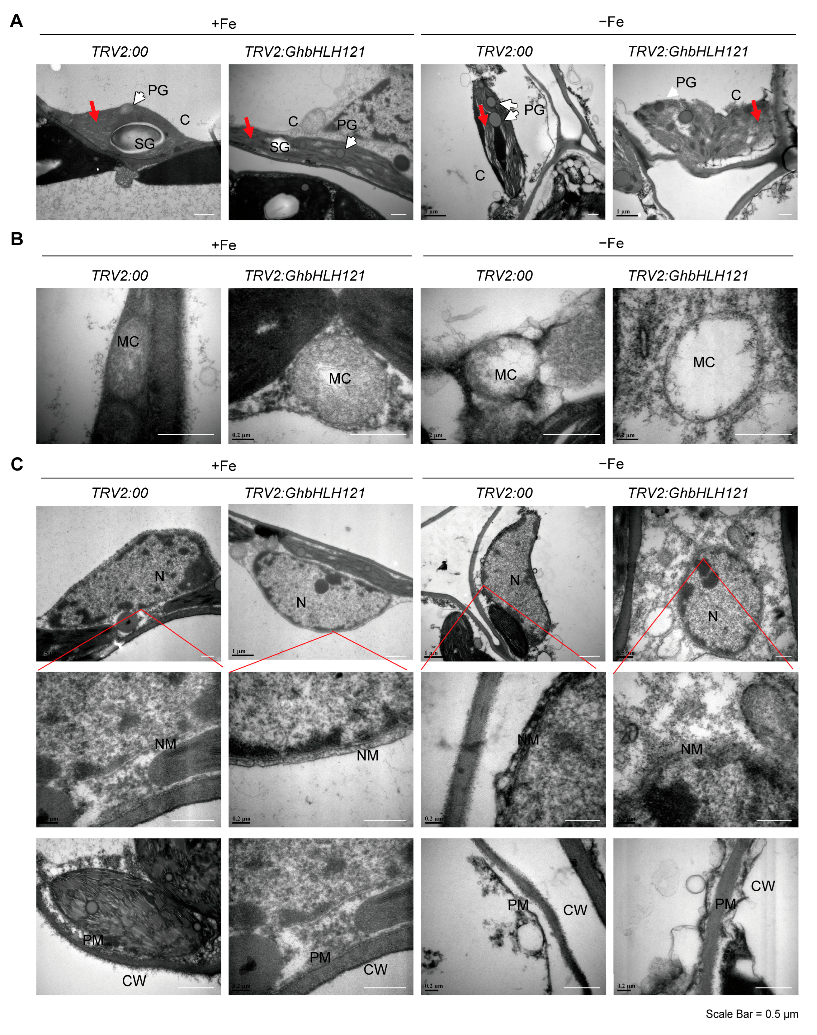 Plants 12 01955 g004 Plants 12 01955 g004