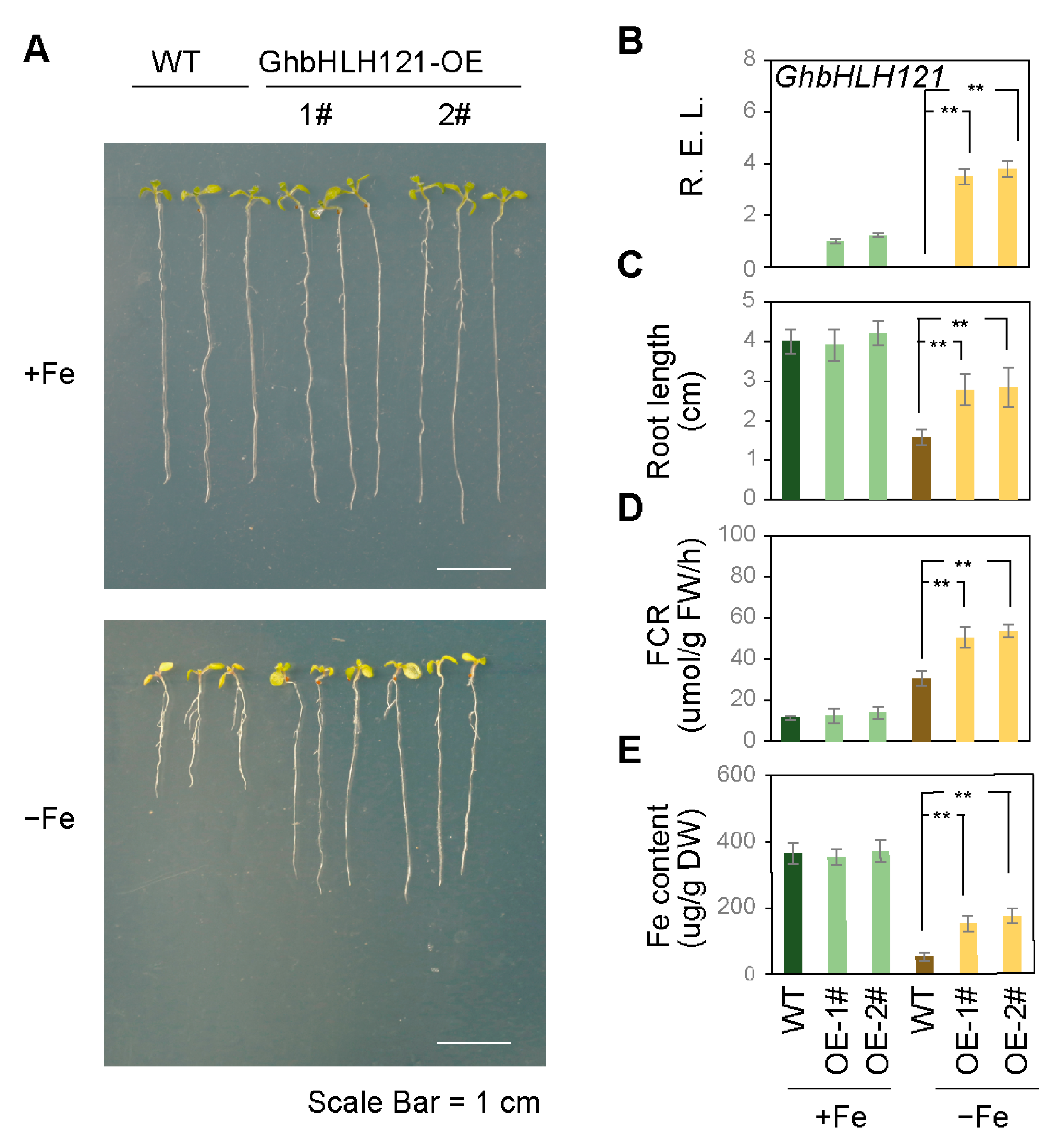 Plants 12 01955 g005 Plants 12 01955 g005