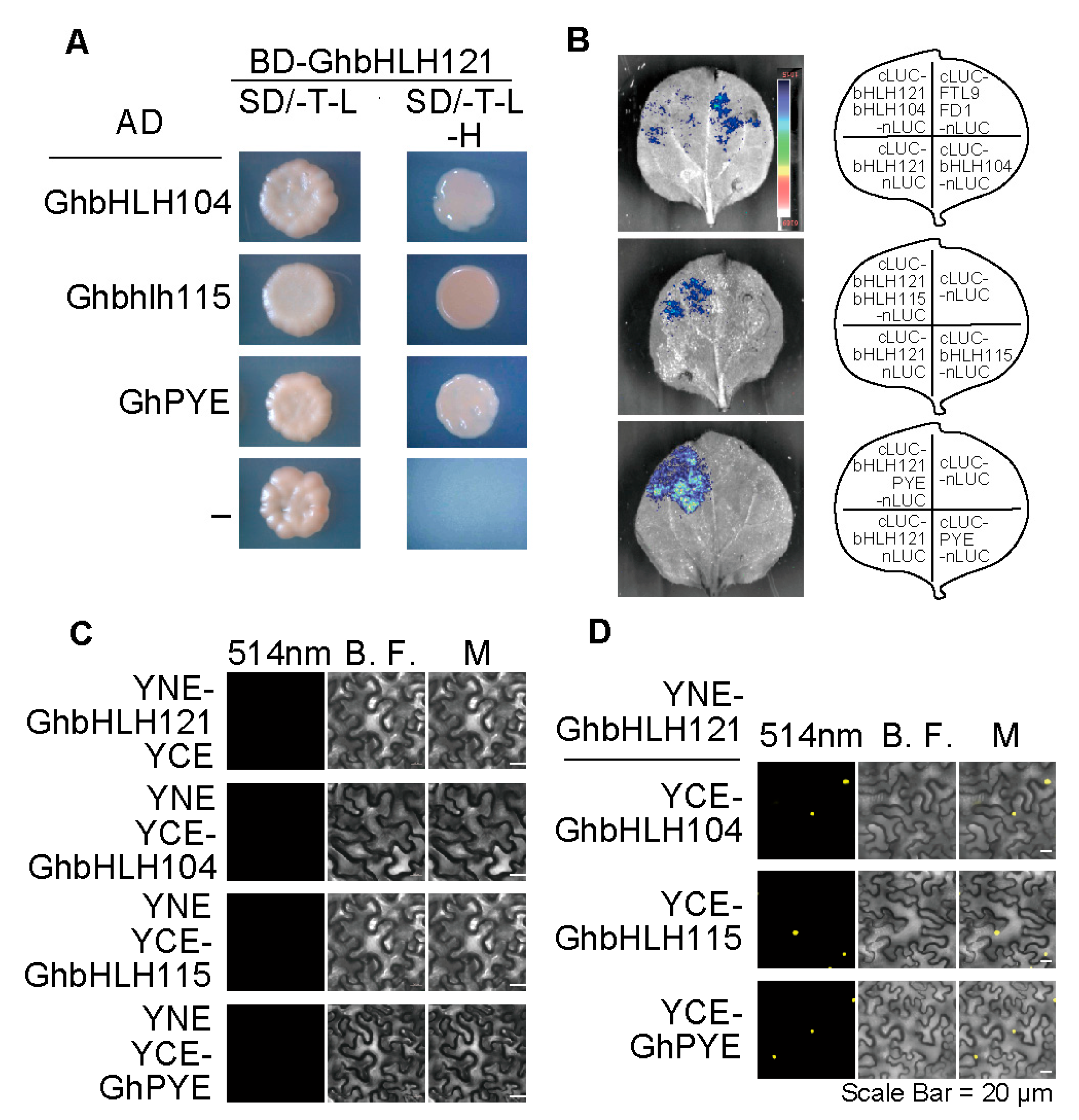 Plants 12 01955 g006 Plants 12 01955 g006