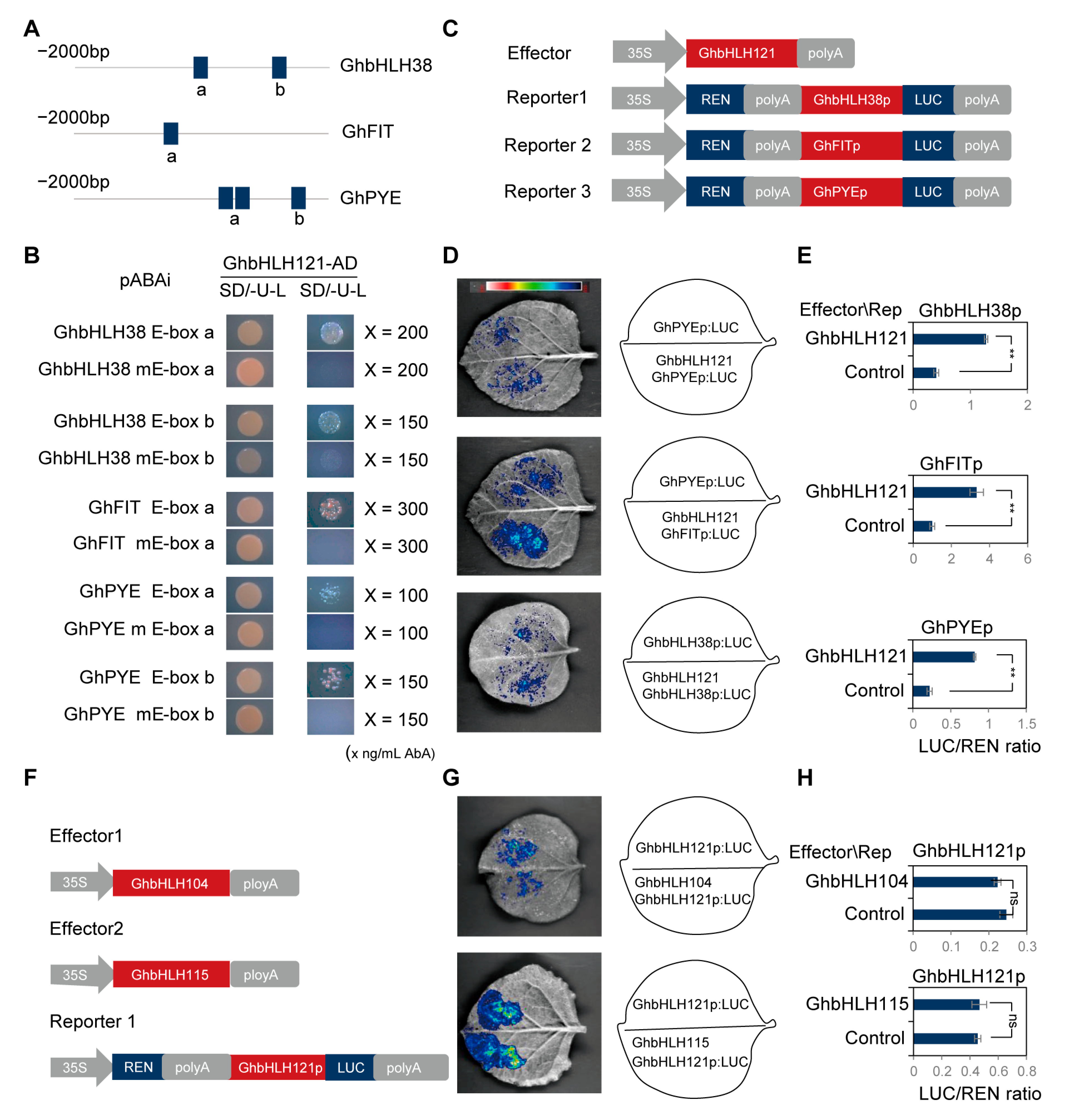 Plants 12 01955 g007 Plants 12 01955 g007