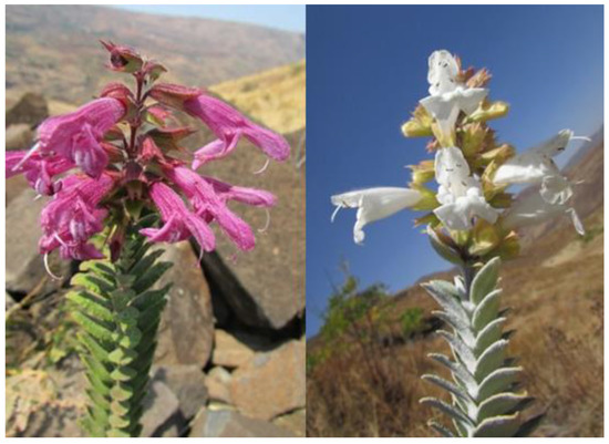 Plants | Free Full-Text | Extinction Risk Assessment and Chemical  Composition of Aerial Parts Essential Oils from Two Endangered Endemic  Malagasy Salvia Species
