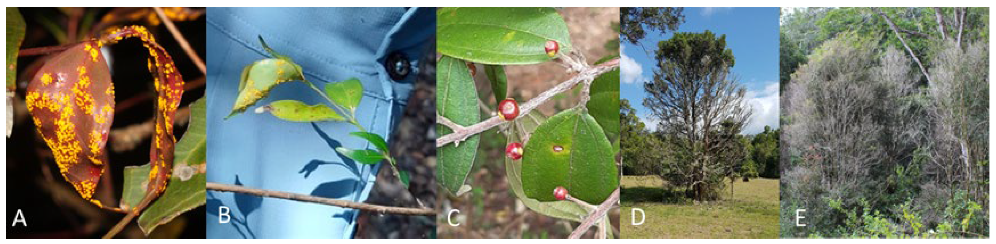 Plants 12 01970 g001 Plants 12 01970 g001