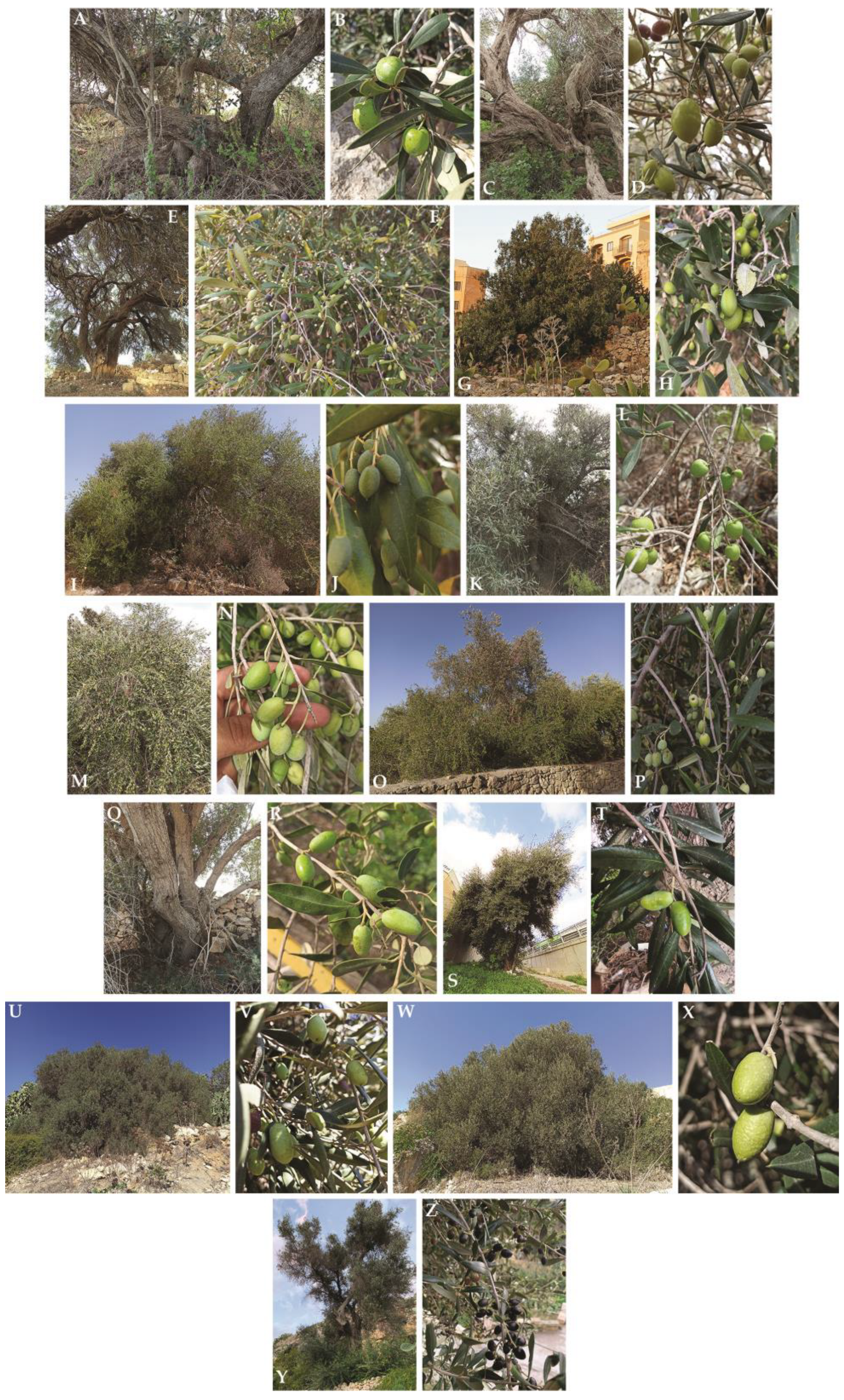 Plants | Free Full-Text | The Ancient Olive Trees (Olea europaea L