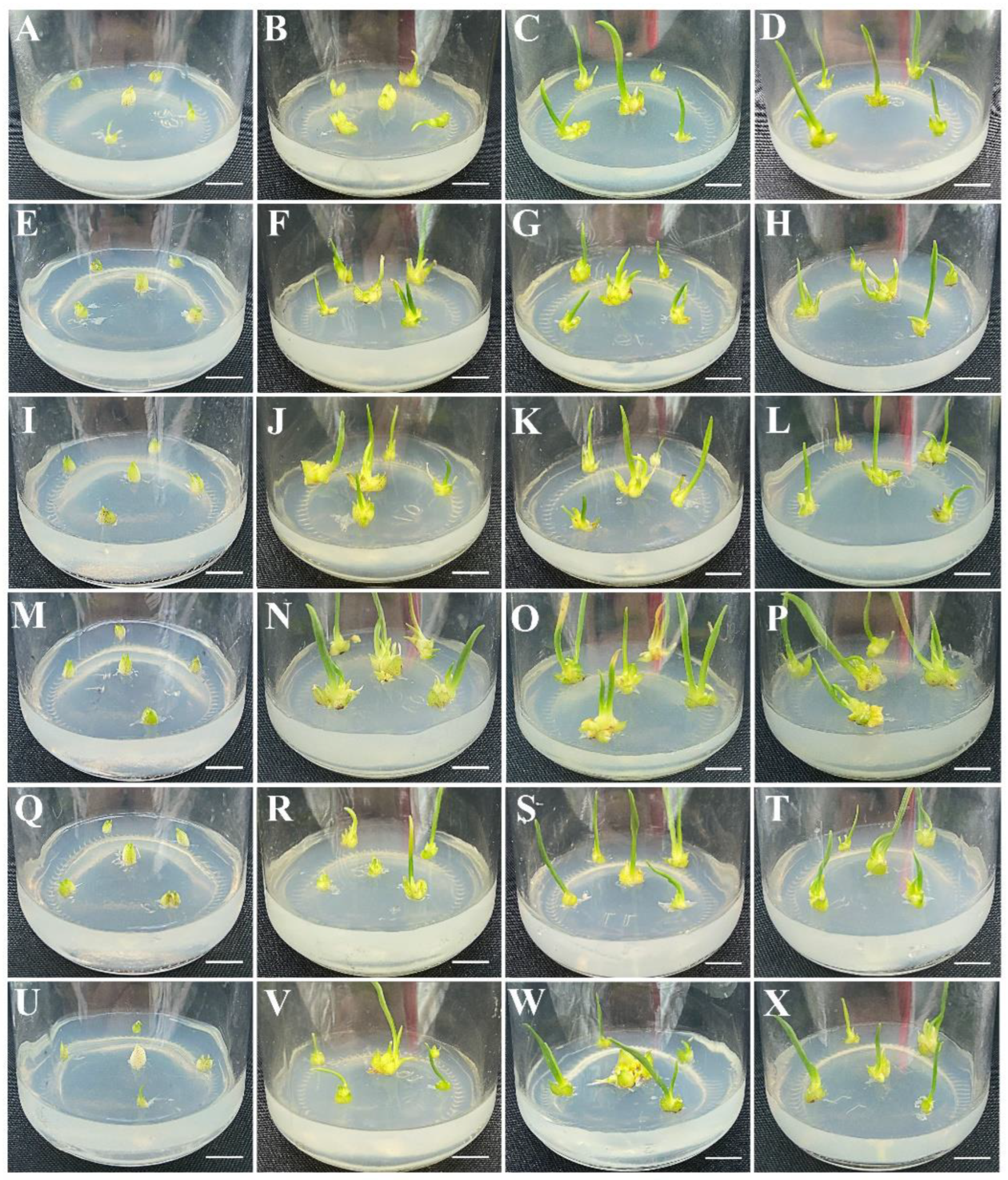Plants 12 01992 g004