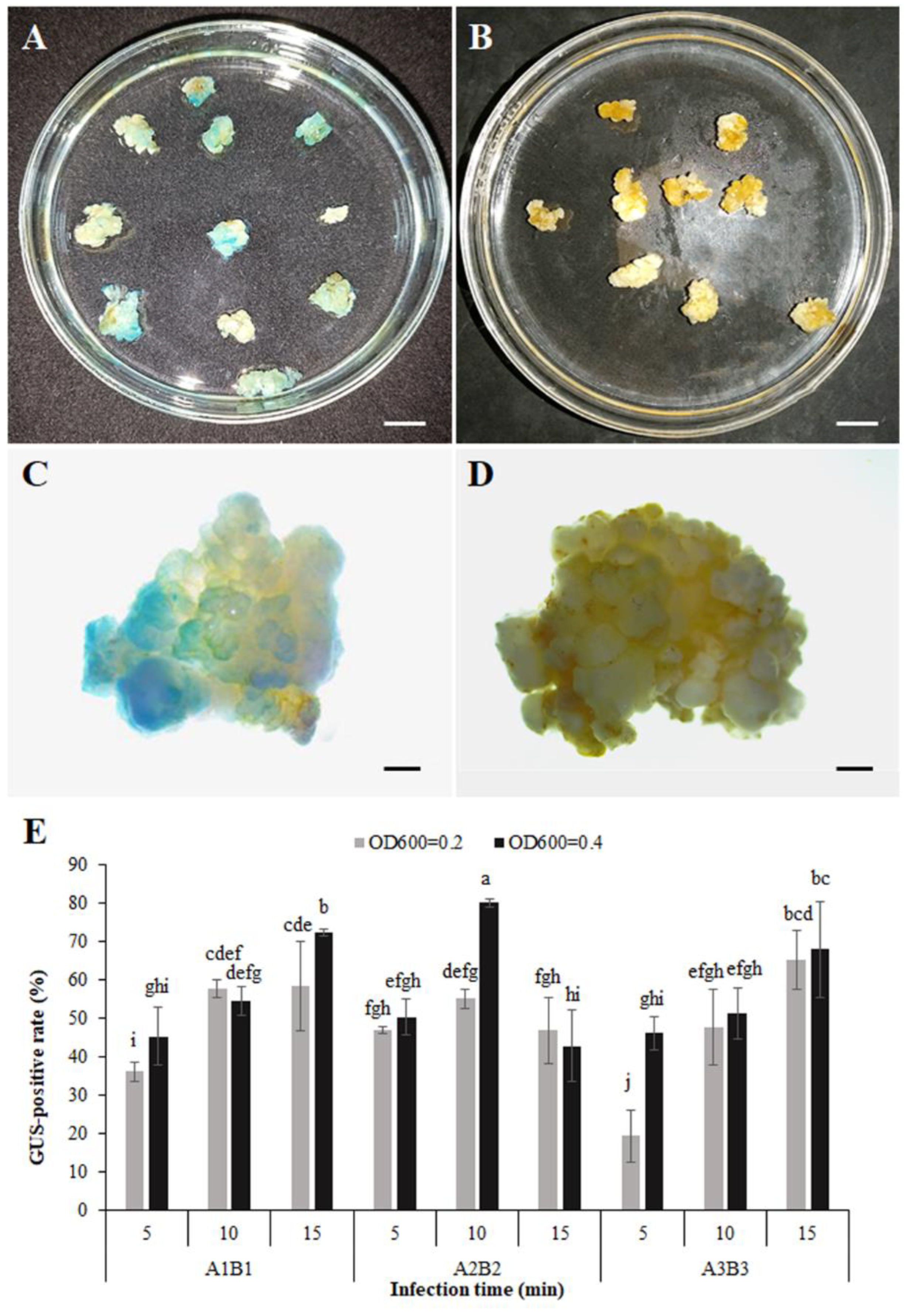 Plants 12 01992 g007