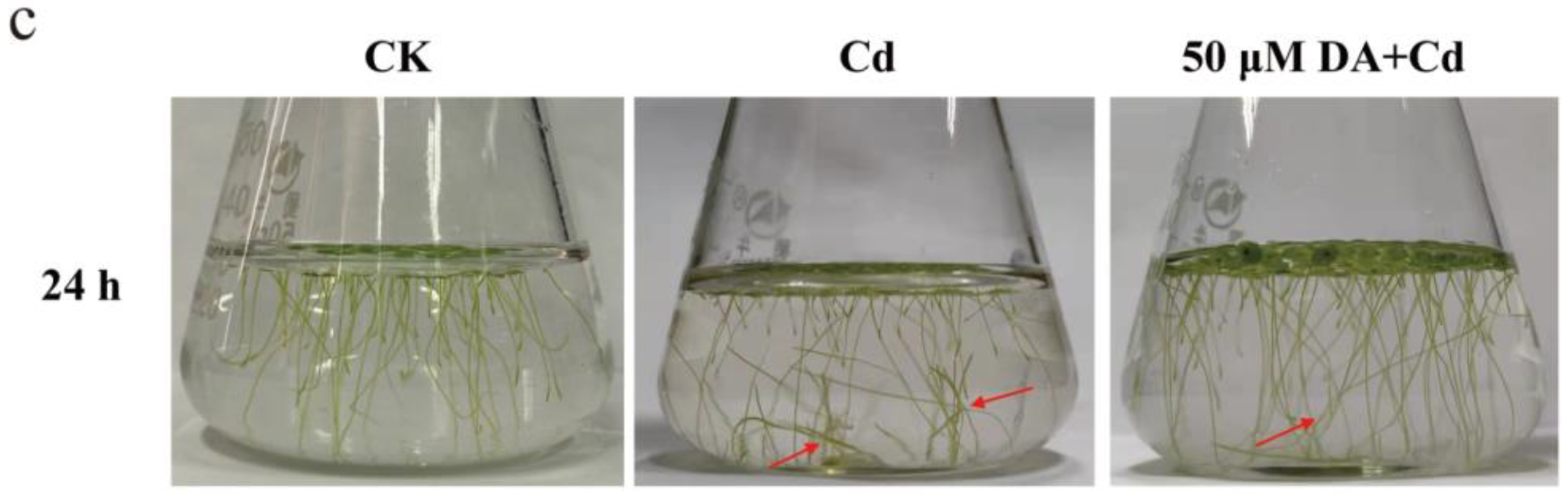 Plants 12 01996 g001b Plants 12 01996 g001b