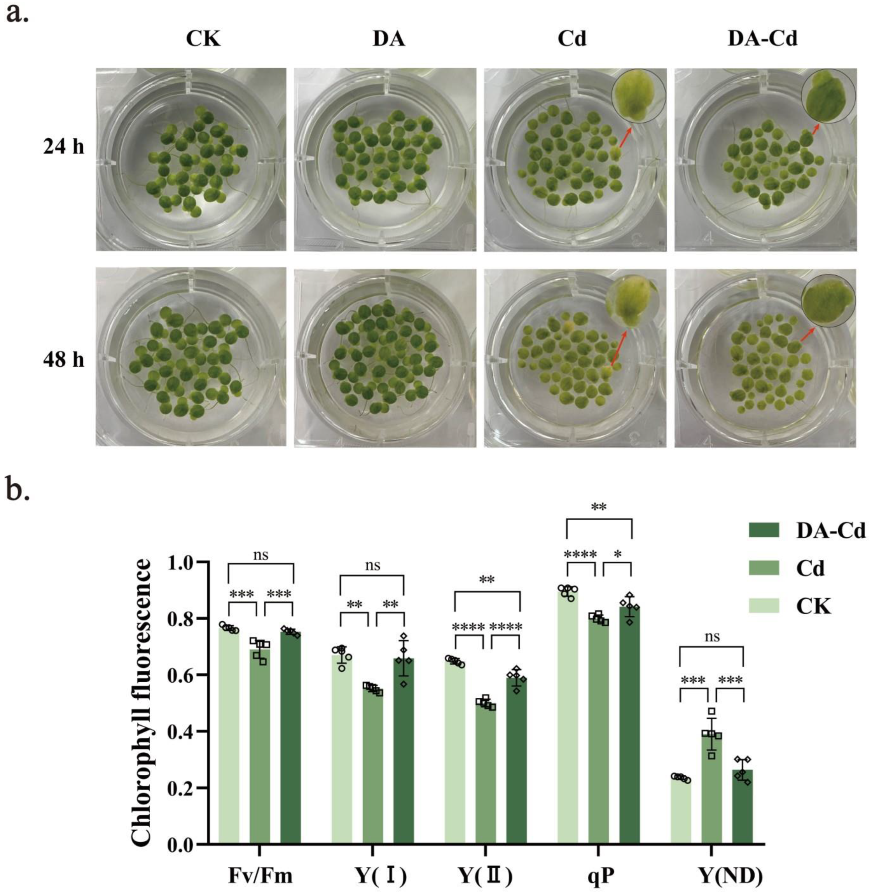 Plants 12 01996 g002a Plants 12 01996 g002a