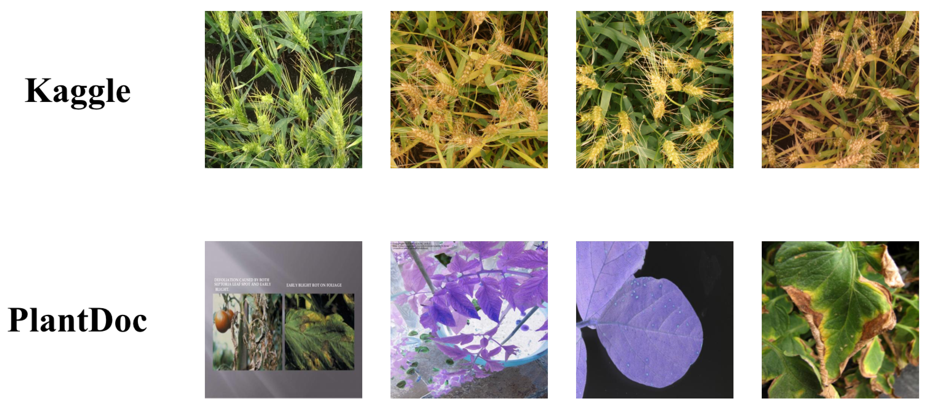 Plants 12 02073 g002 Plants 12 02073 g002