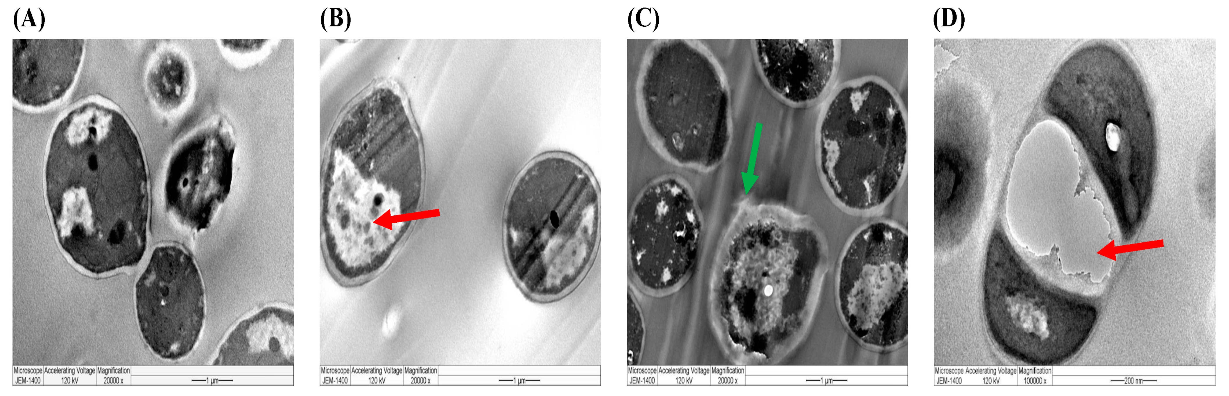Plants 12 02093 g012