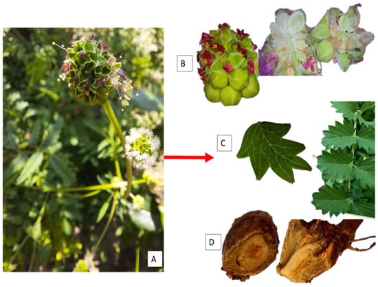 Plants | Free Full-Text | Sanguisorba minor Scop.: An Overview of