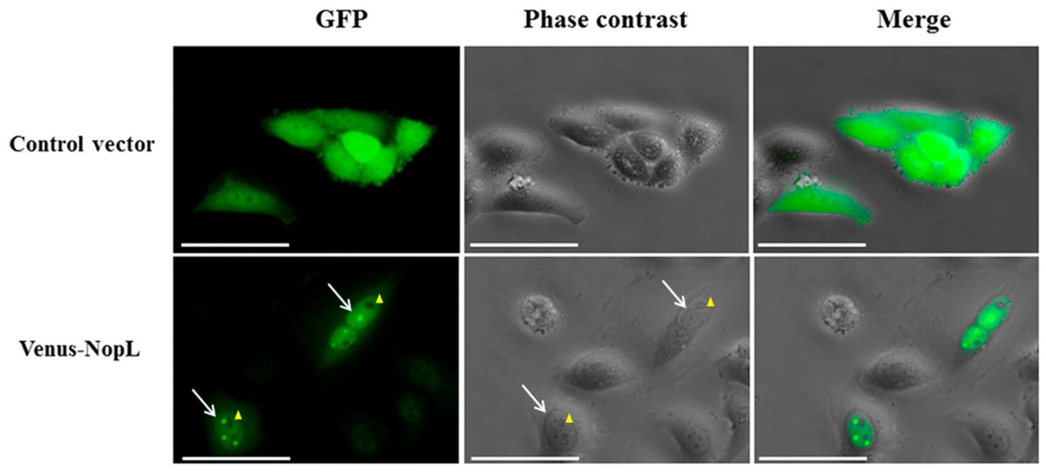 Plants 12 02133 g005 Plants 12 02133 g005