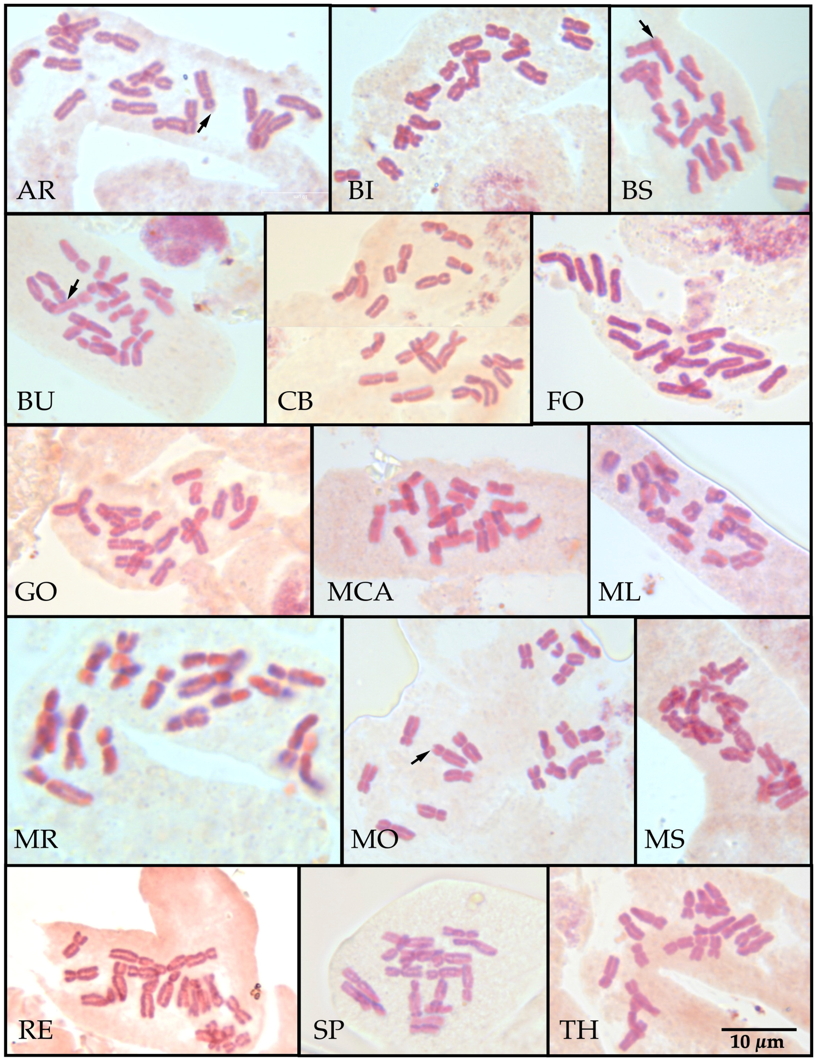 Plants 12 02229 g002 Plants 12 02229 g002