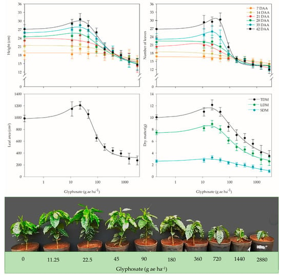 Plants | Free Full-Text | Hormetic Effect Of Glyphosate On The ...