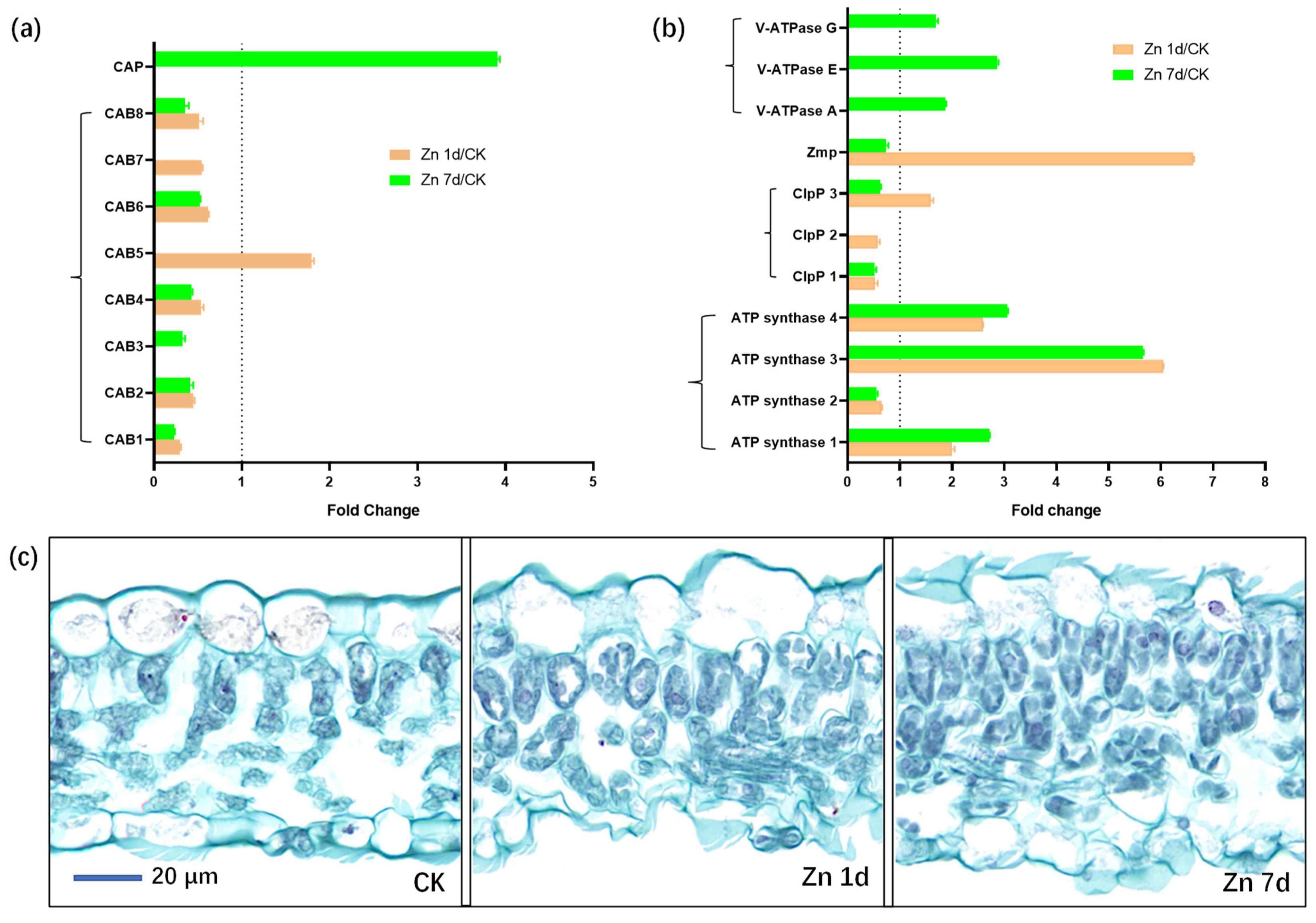Plants 12 02275 g008 Plants 12 02275 g008