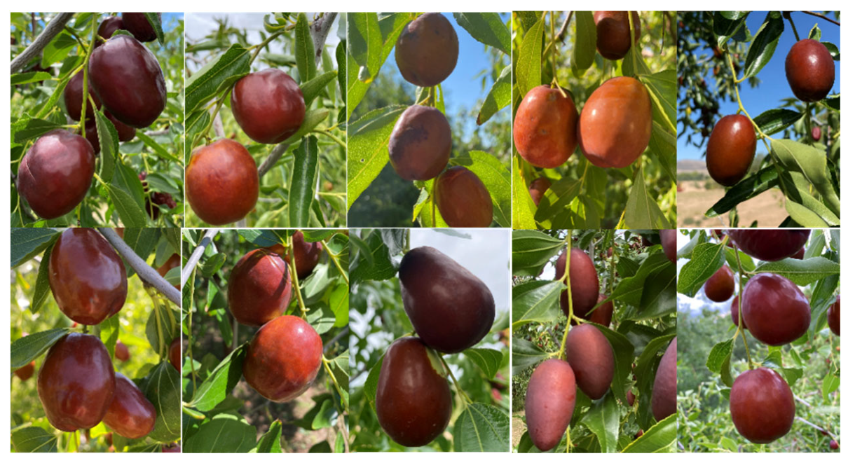 Plants | Free Full-Text | Jujube Fruit Metabolomic Profiles Reveal Cultivar  Differences and Function as Cultivar Fingerprints