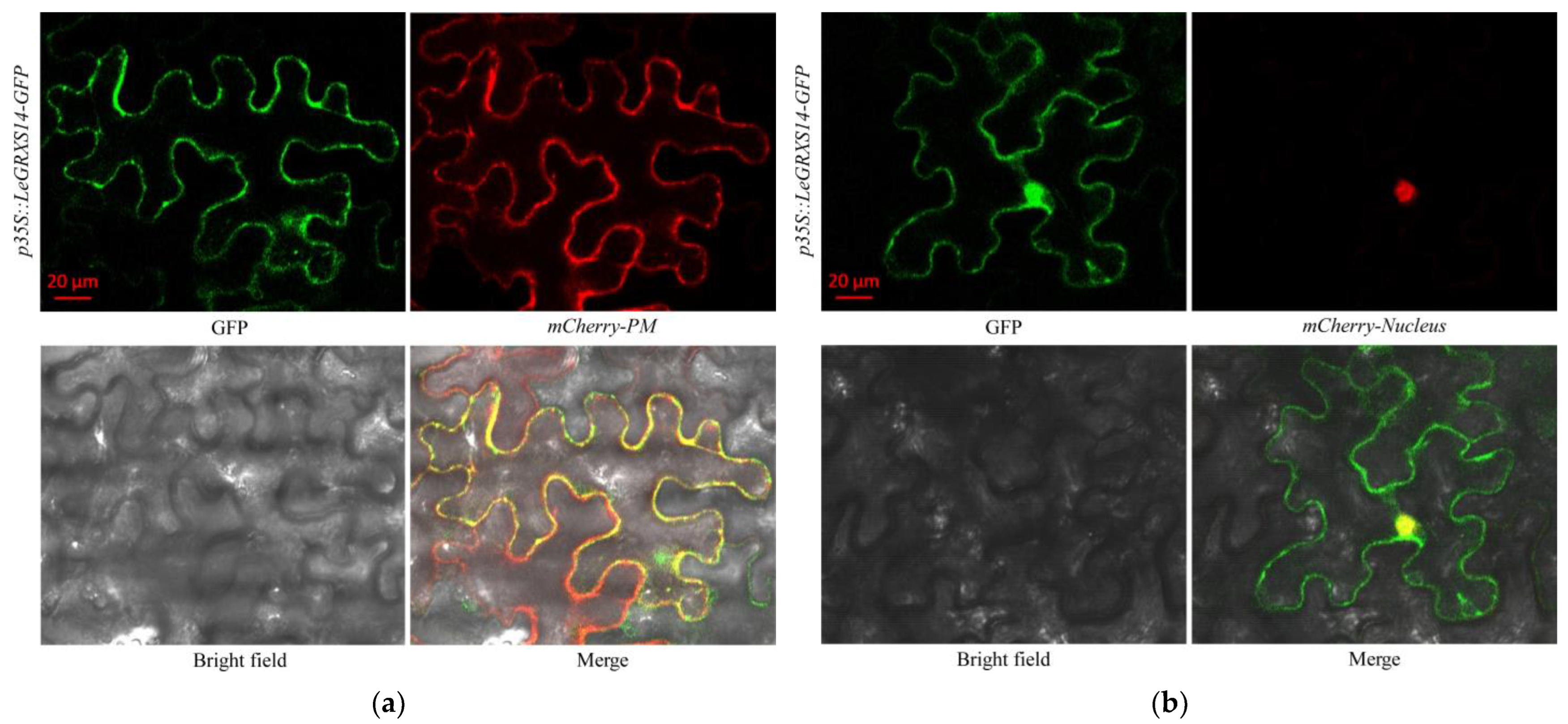 Plants 12 02320 g004