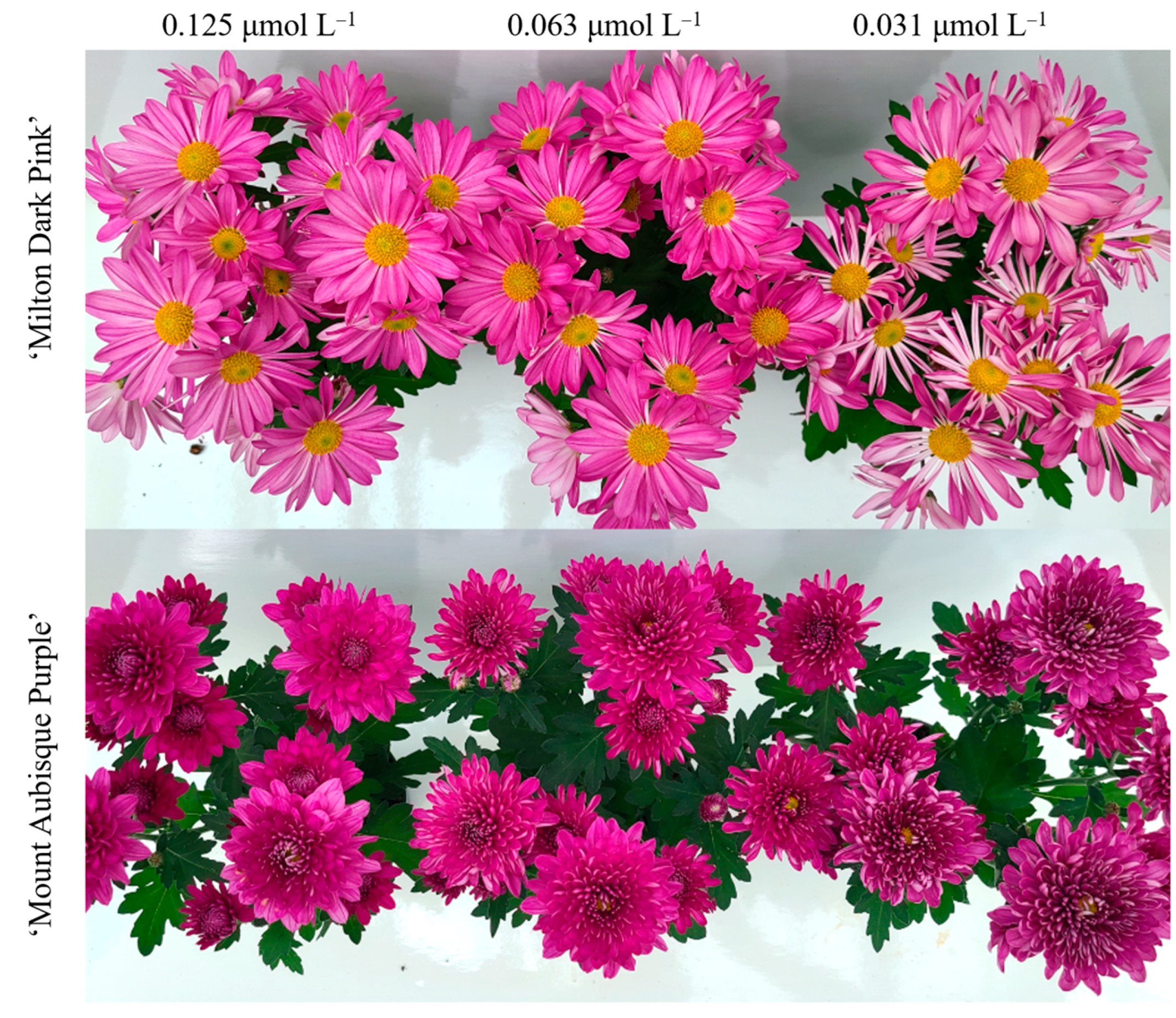 Plants | Free Full-Text | Improving Boron and Molybdenum Use 