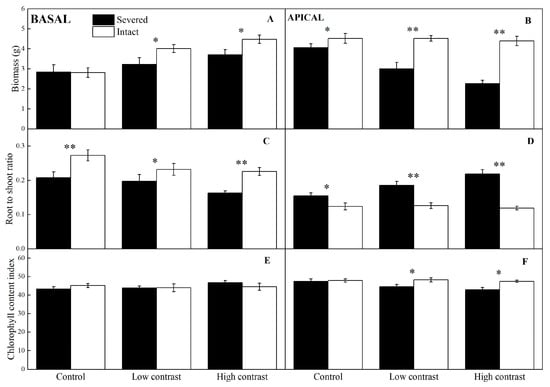 Plants | Free Full-Text | The Plant Invader Alternanthera