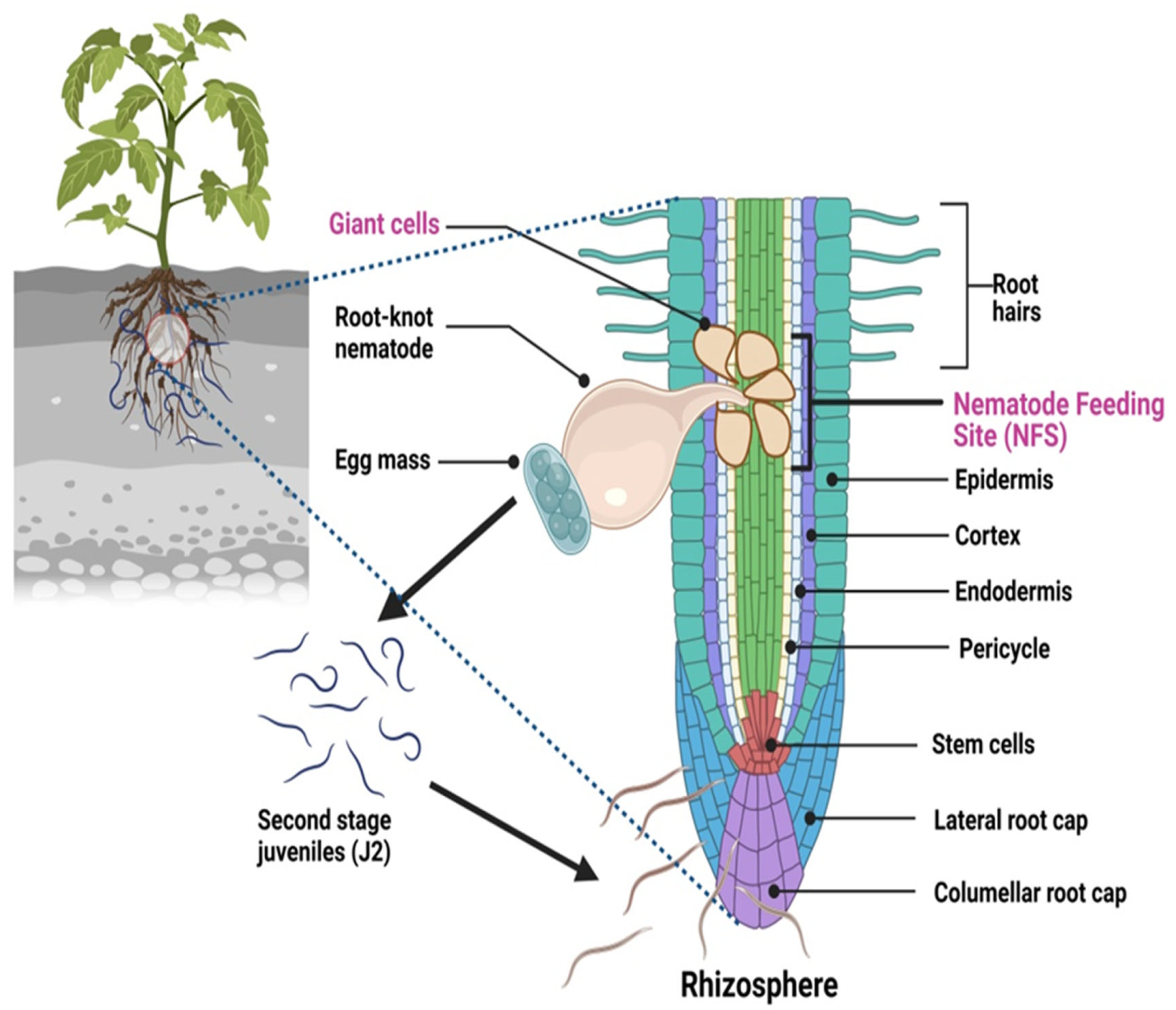 Nematodes  Agriculture and Food