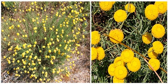 Herbarium Composition Dried Plants White Yellow Flowers White