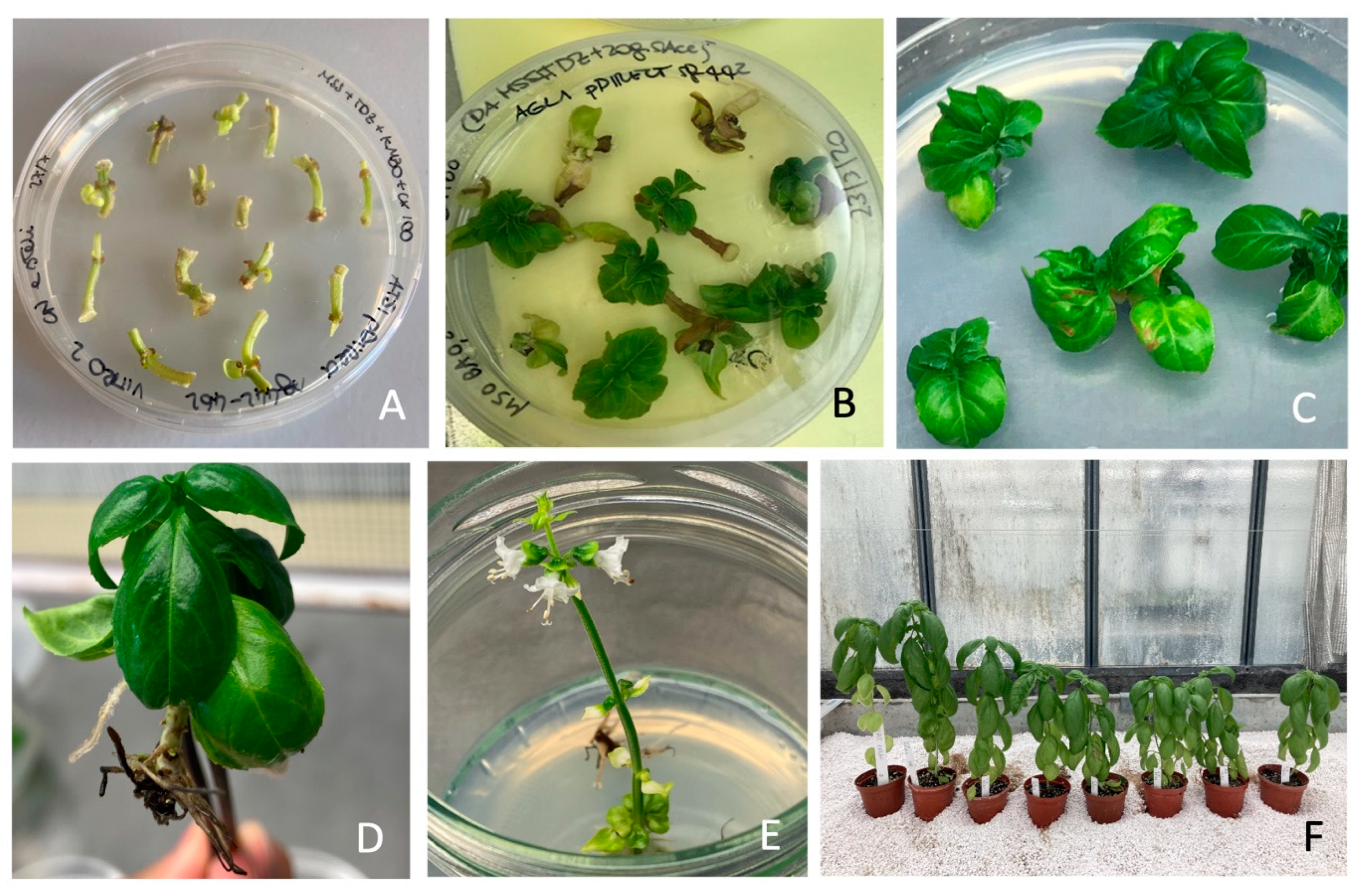 Plants Free Full Text Highly Efficient CRISPR Cas9 Mediated