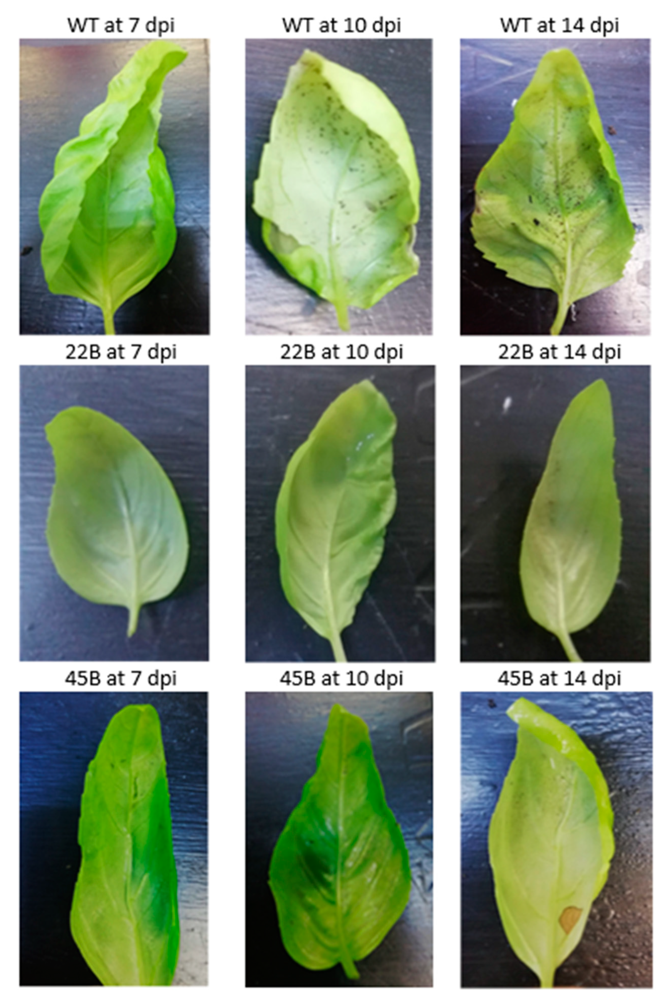 Plants 12 02395 g006 Plants 12 02395 g006