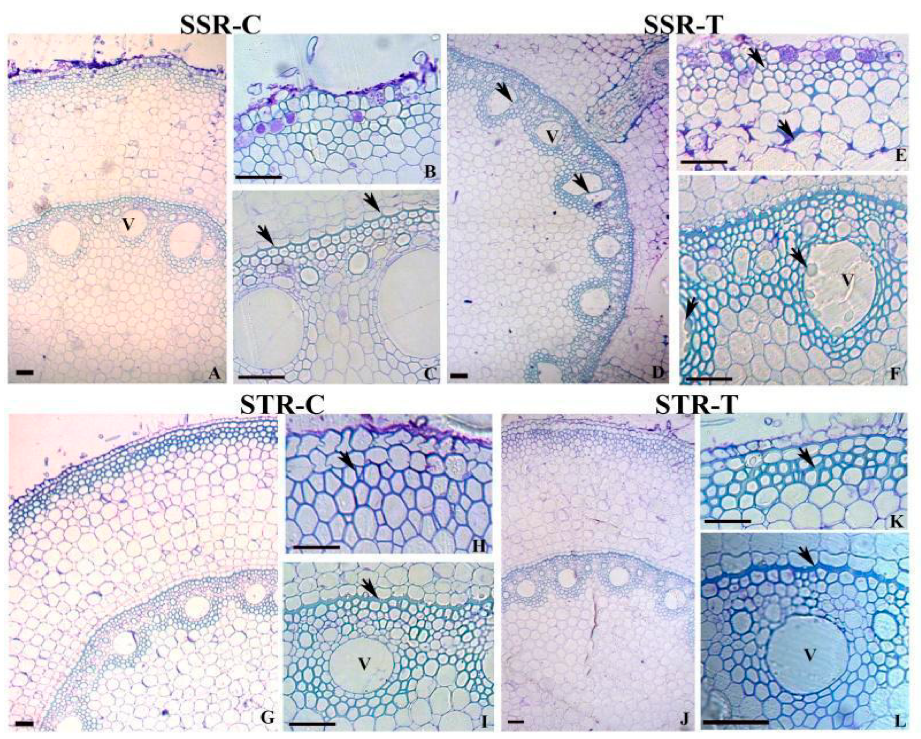 Plants 12 02400 g002