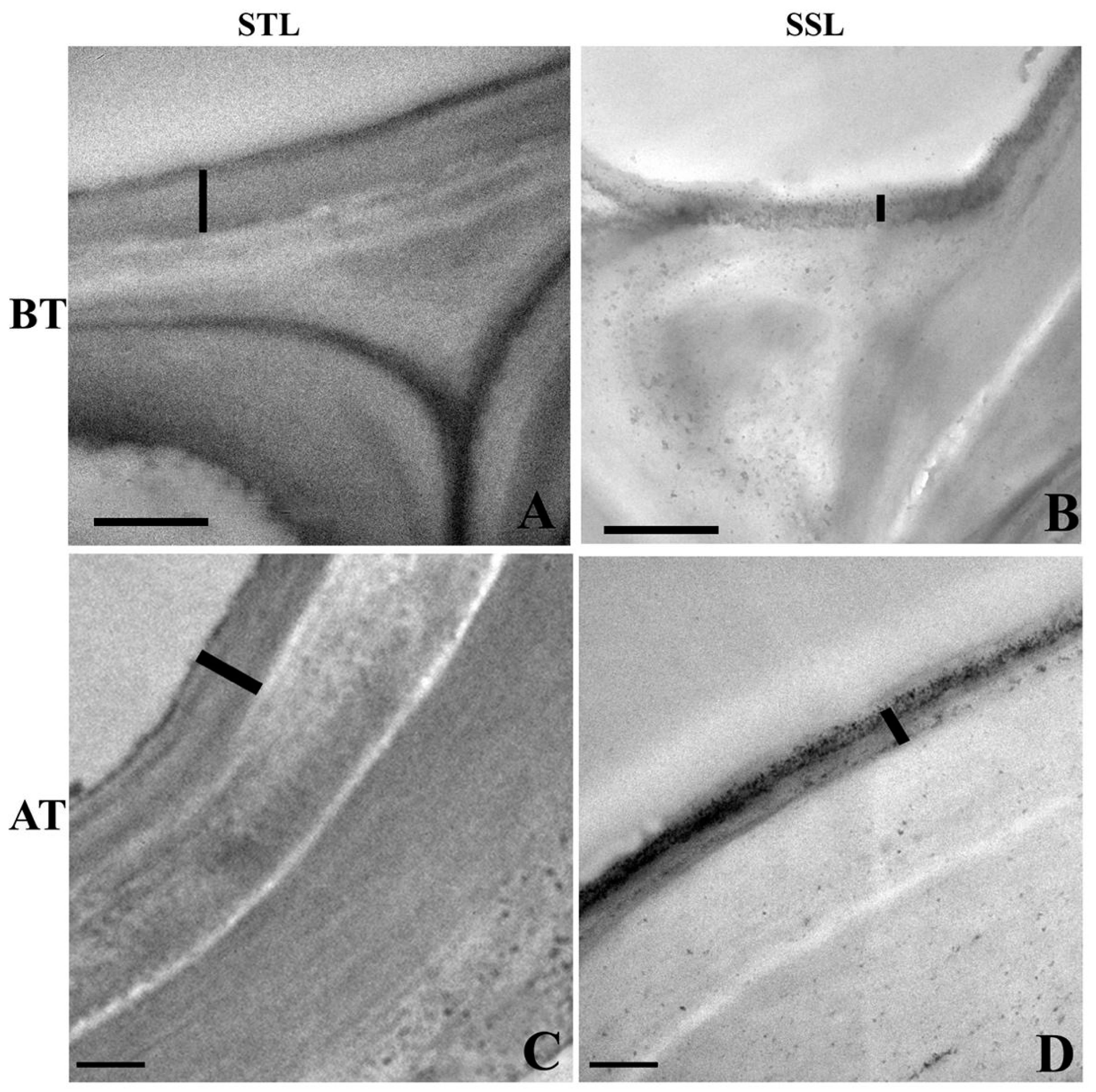 Plants 12 02400 g003