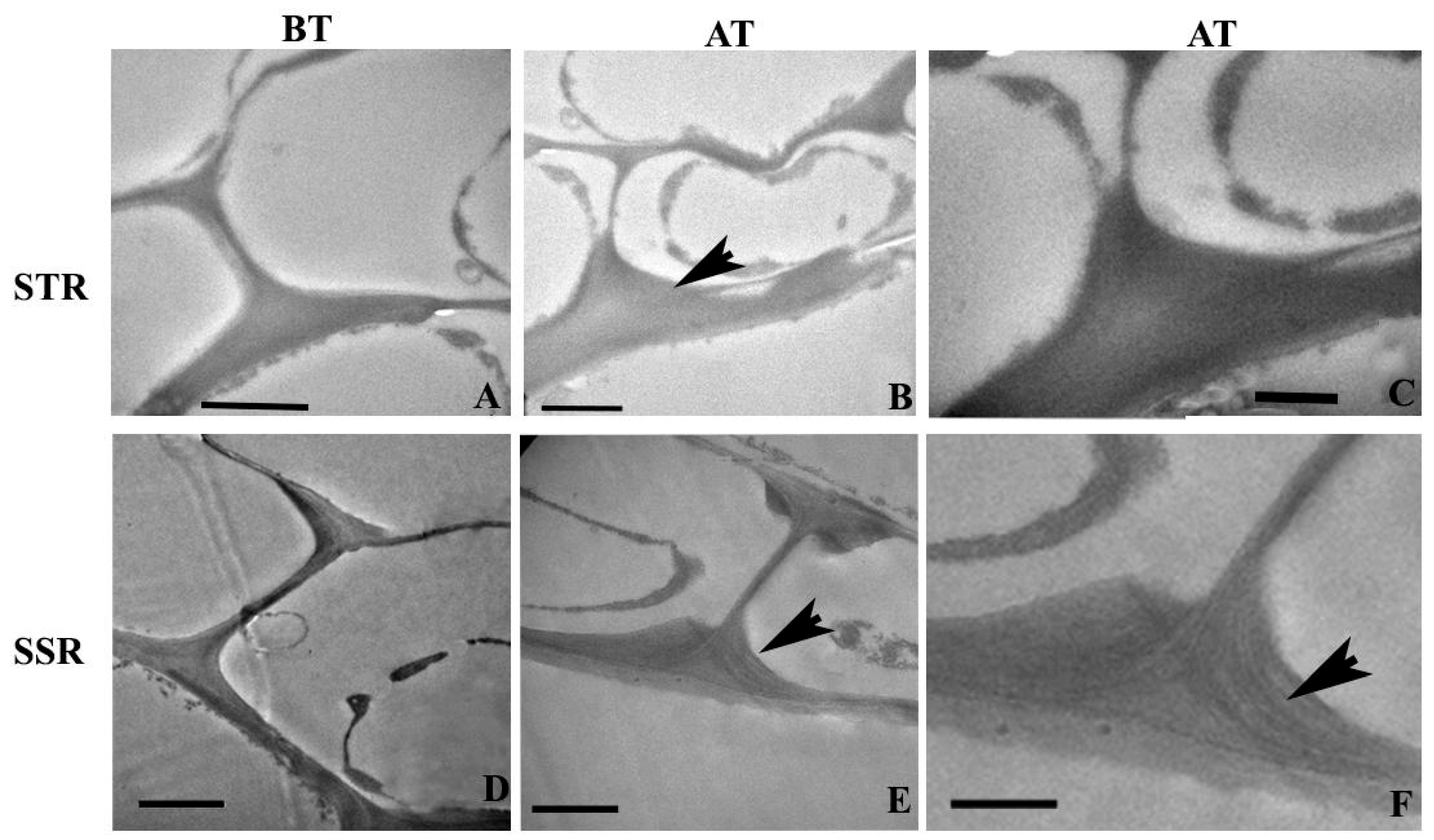 Plants 12 02400 g004
