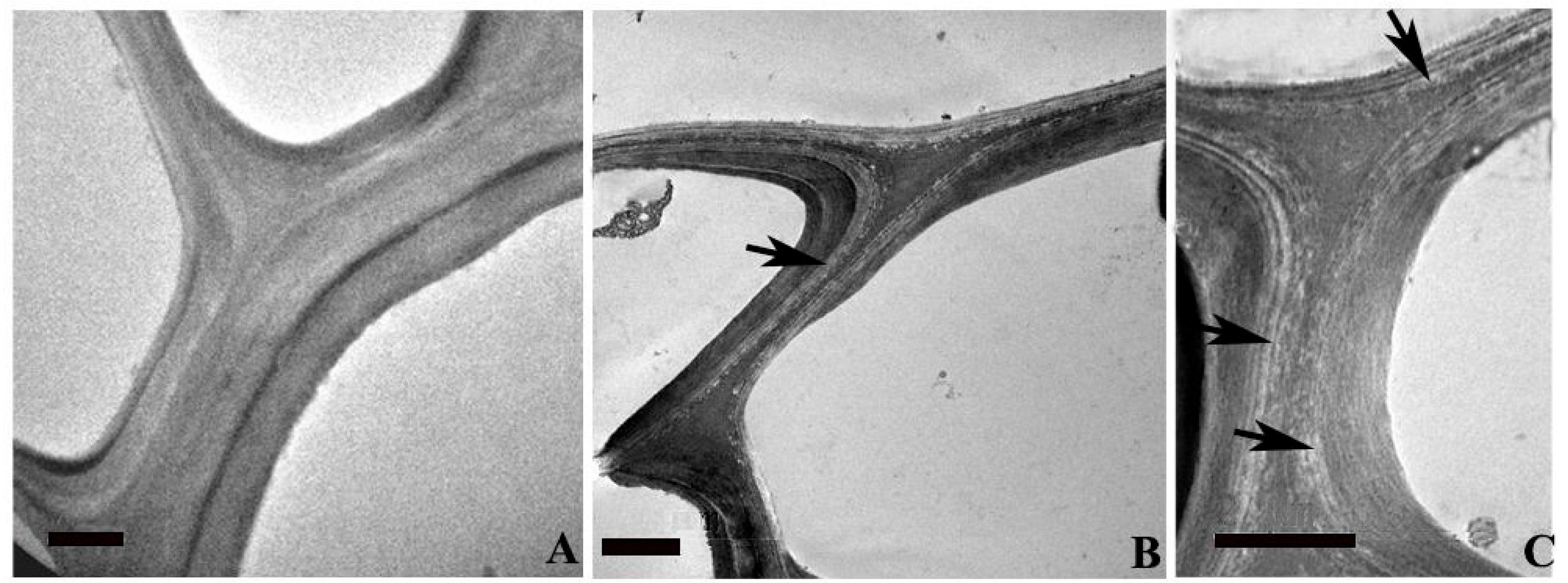 Plants 12 02400 g005