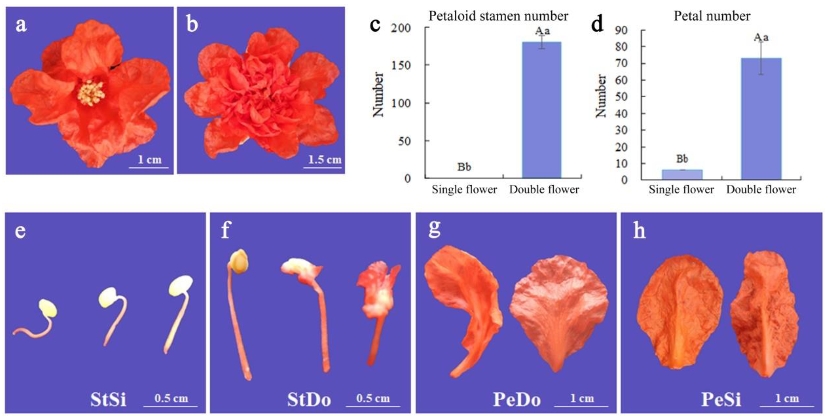 Plants | Free Full-Text | Combined Transcriptome and Proteome Analysis  Provides Insights into Petaloidy in Pomegranate